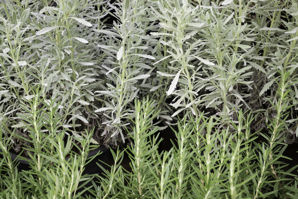 用不同词语写这段话，芦笋是一种草本植物,属于百合科天门冬属,多年生雌雄异株