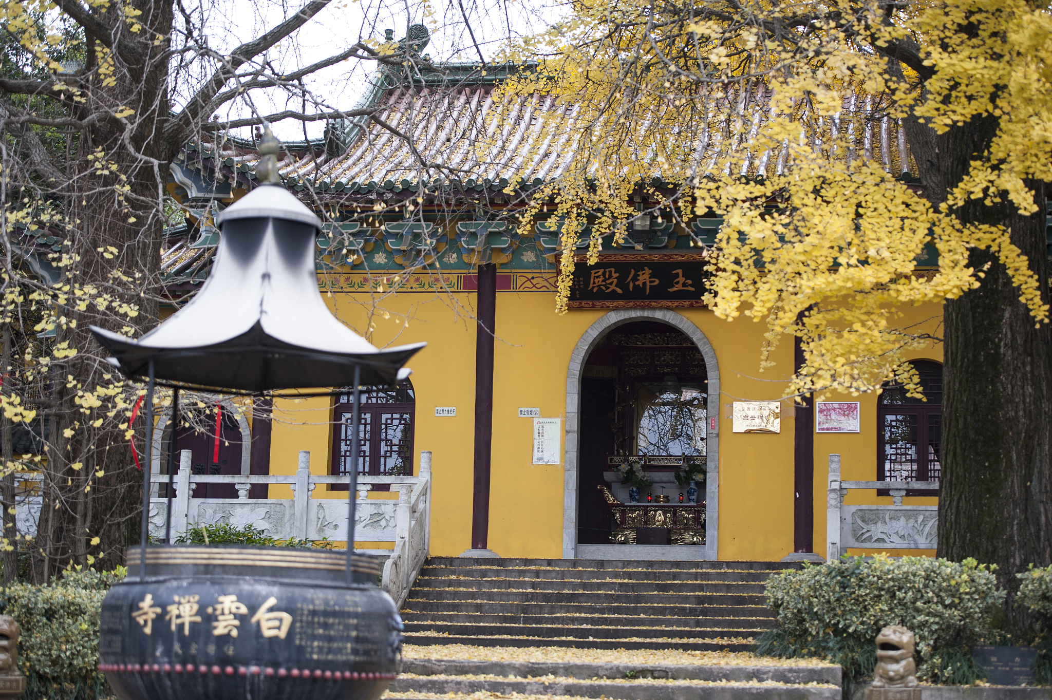 合肥,银杏树,千禧年,福安白云山白云<strong>禅寺</strong>,风景,黄色,安静,秋天,安徽省