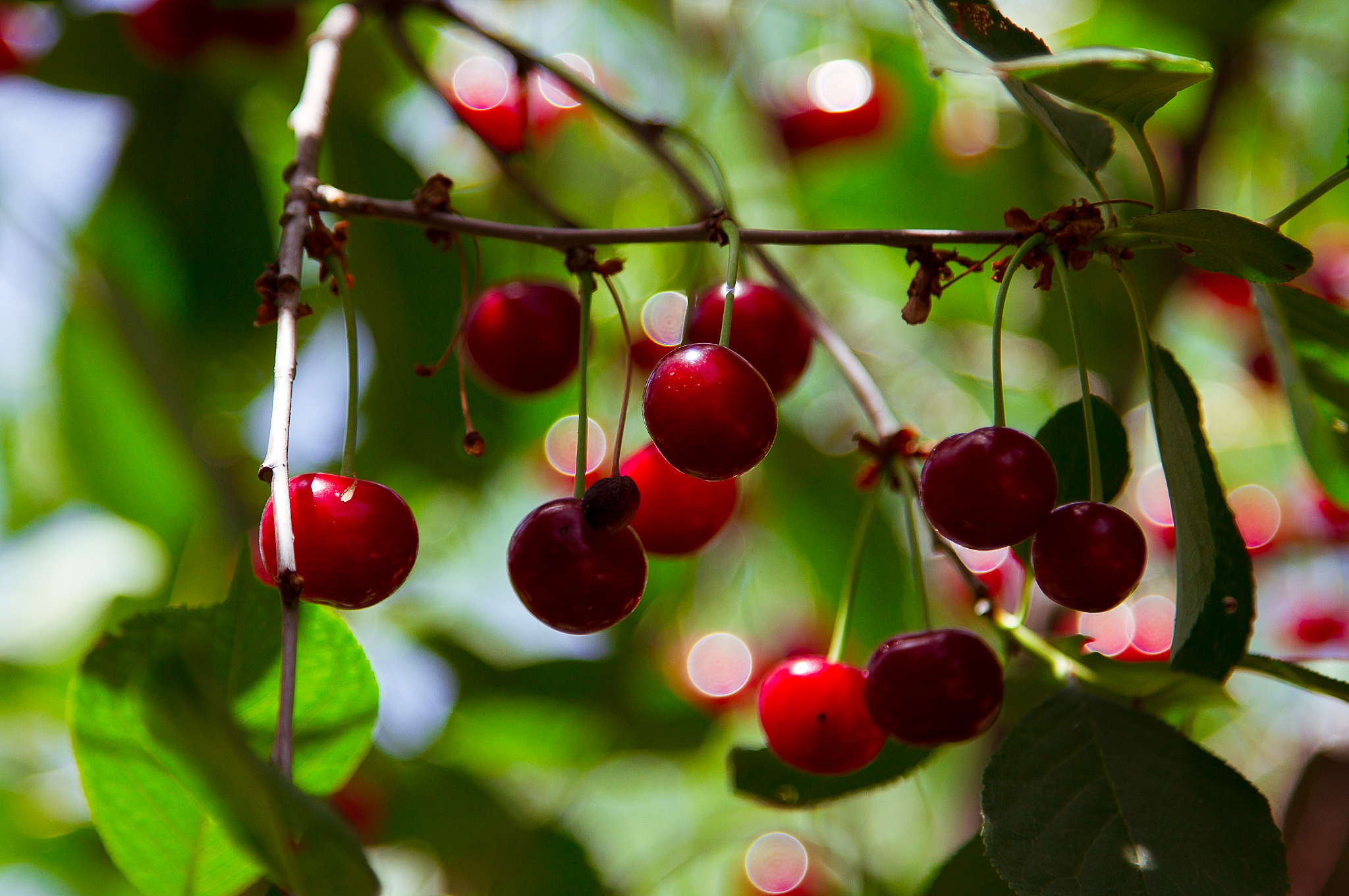 ripe cherry