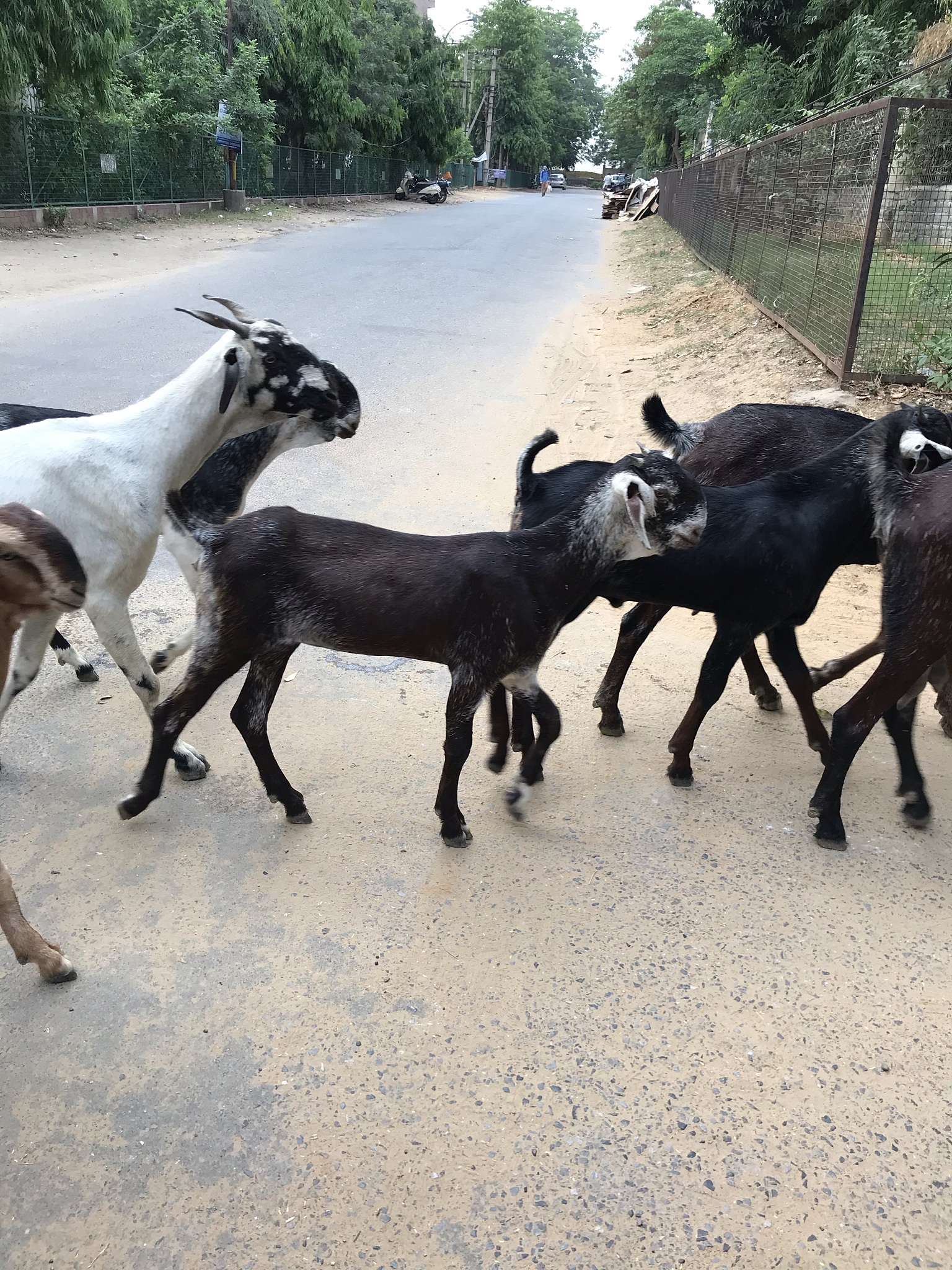 goats crossing the road in a row