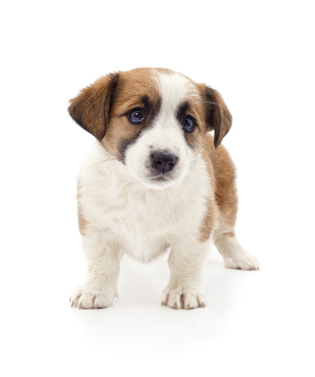 给狗狗取一个发财好运的名字