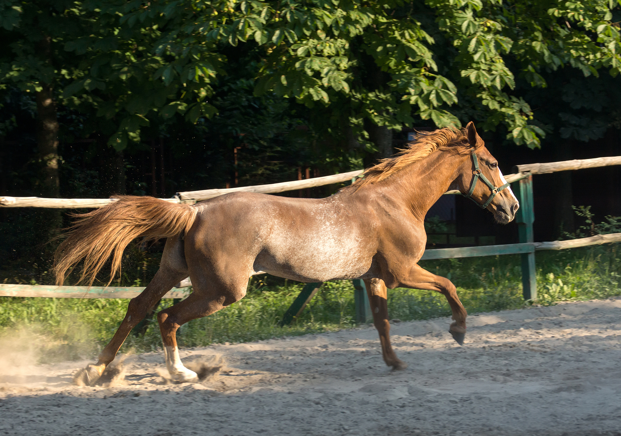 horse