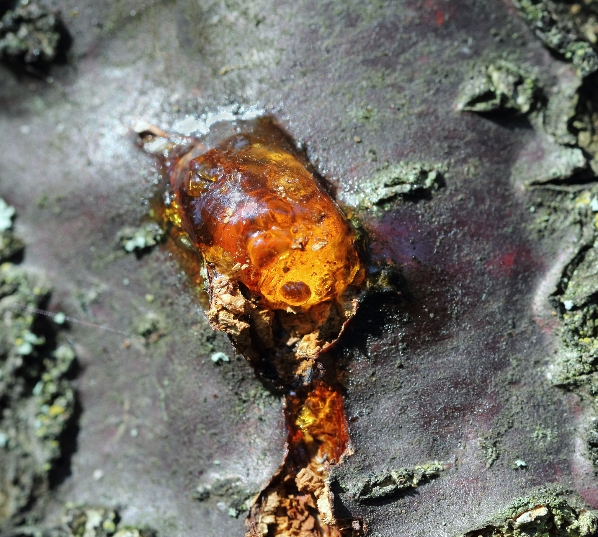 a close-up view of yellow shiny cherry resin on cherry tree bark