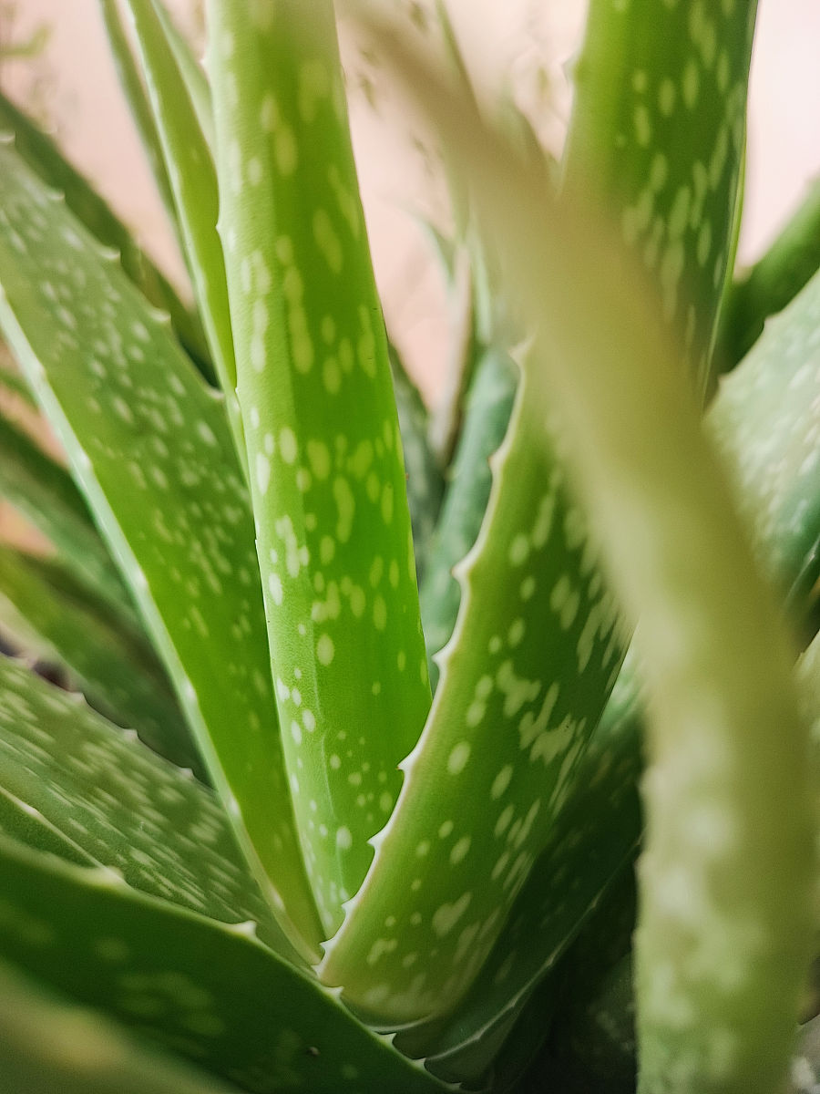 芦荟不能多吃的原因，