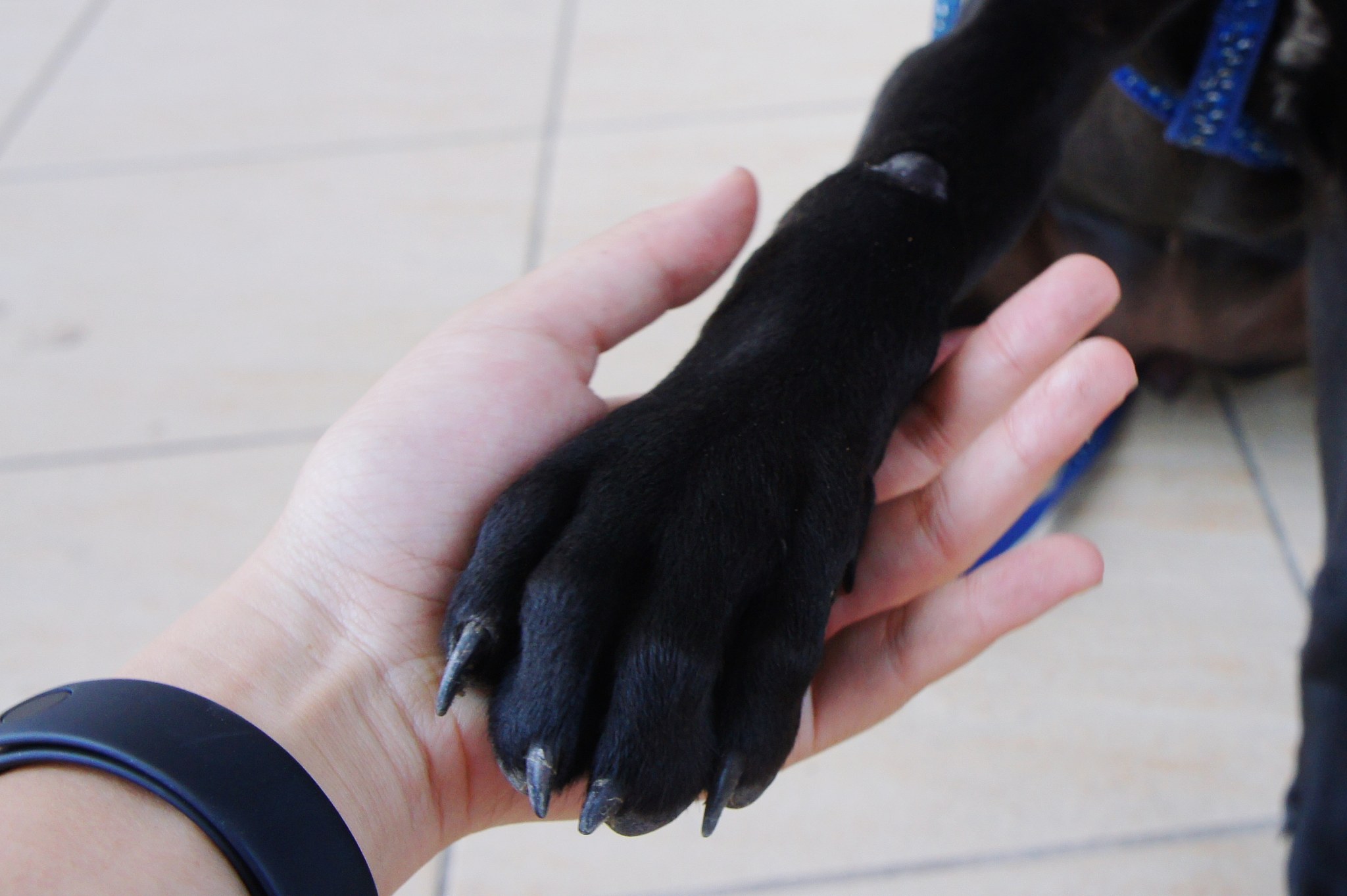 cropped hand holding dog paw