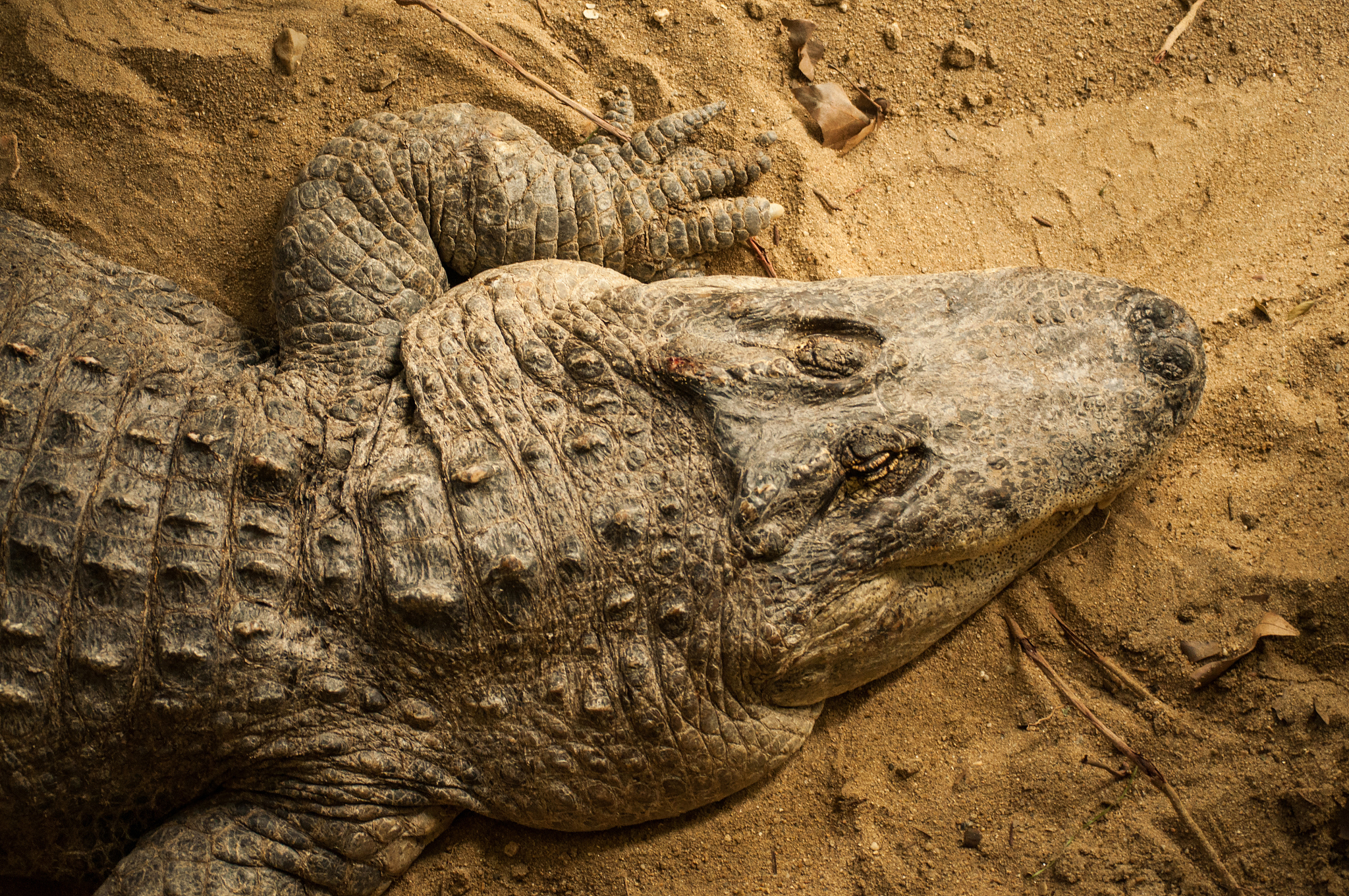 alligator