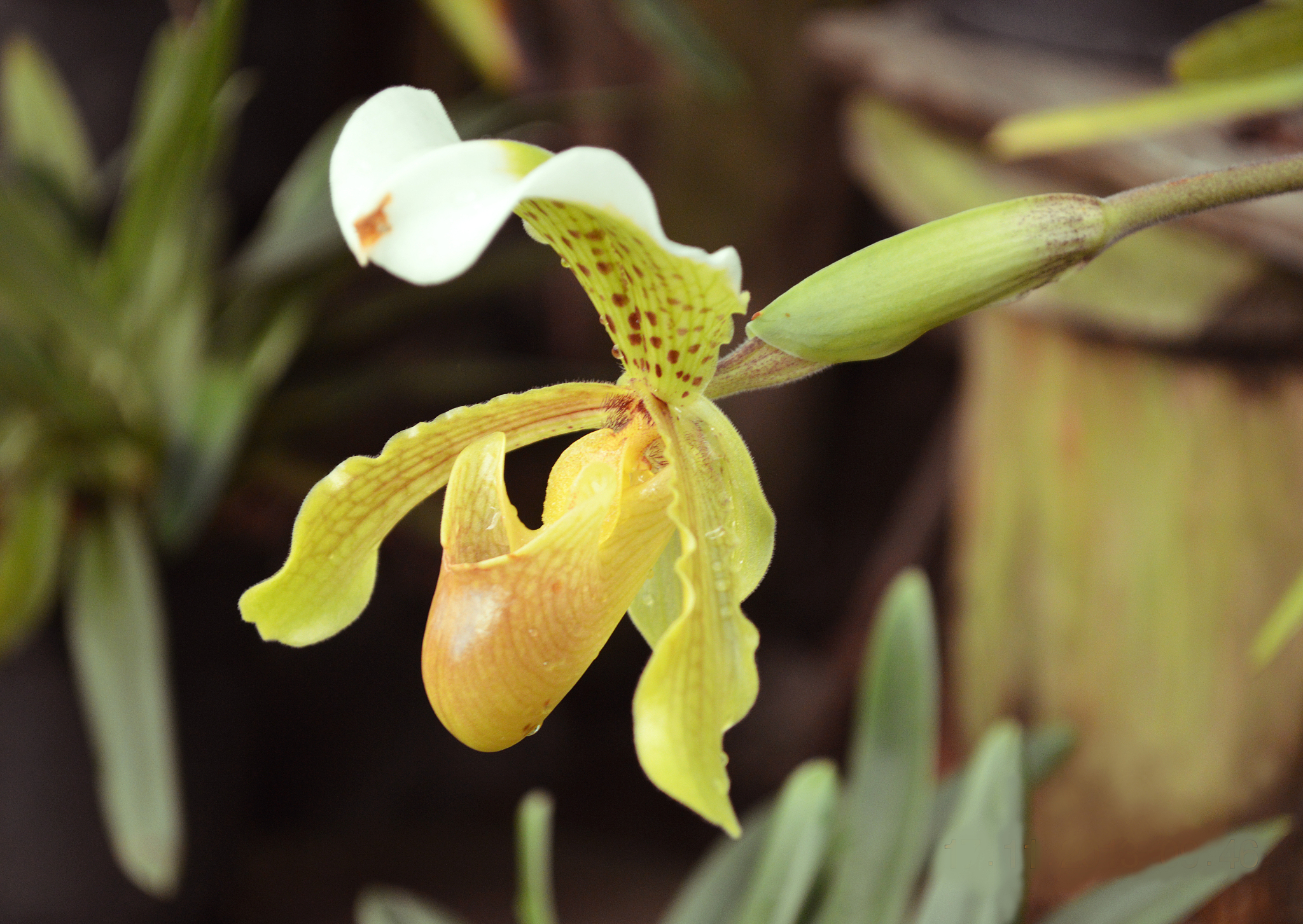 beautiful orchid flower paphiopedilum displayed in flower garden