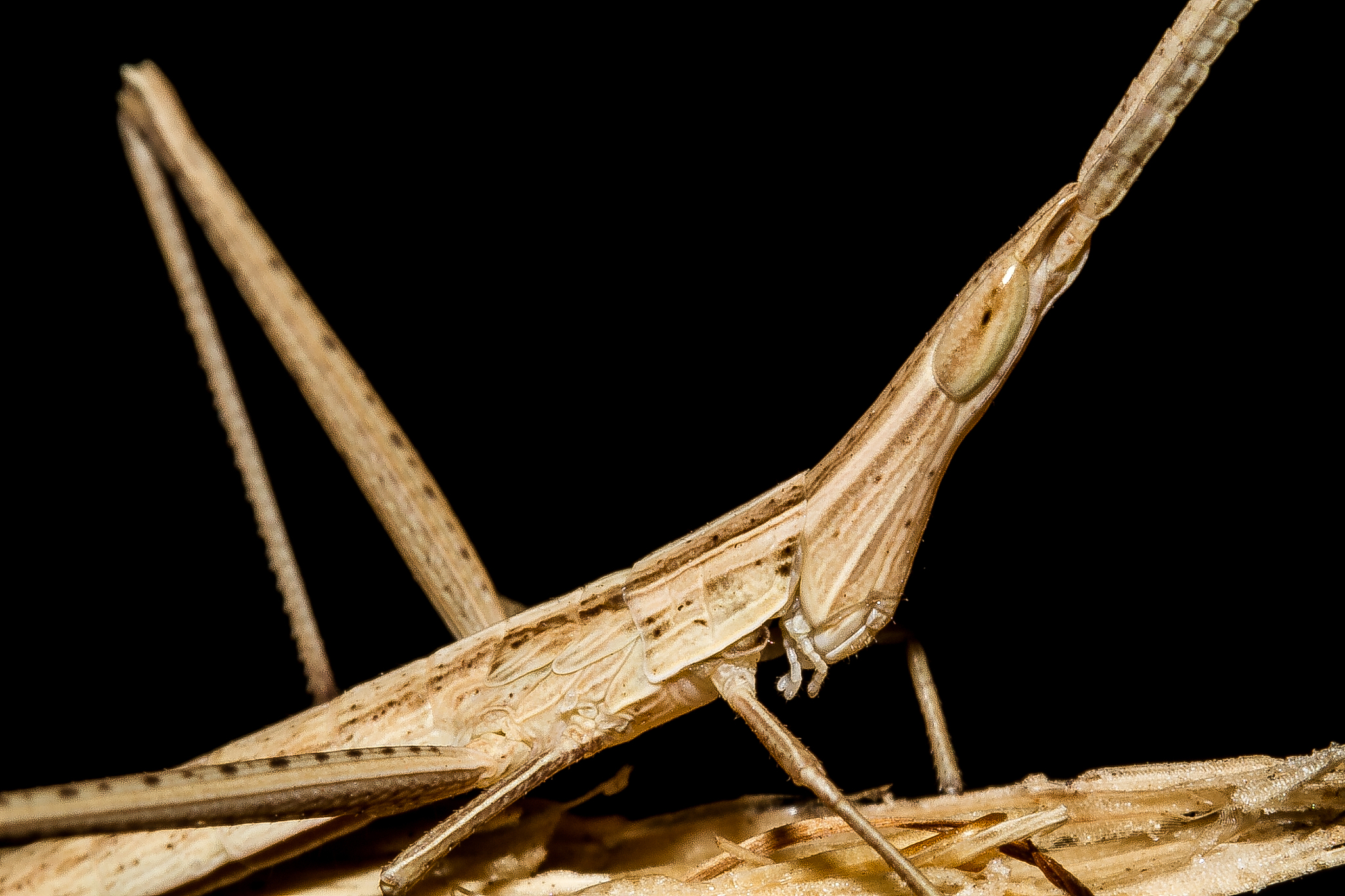 大尖鞘叩甲：习性、生命周期及药用价值