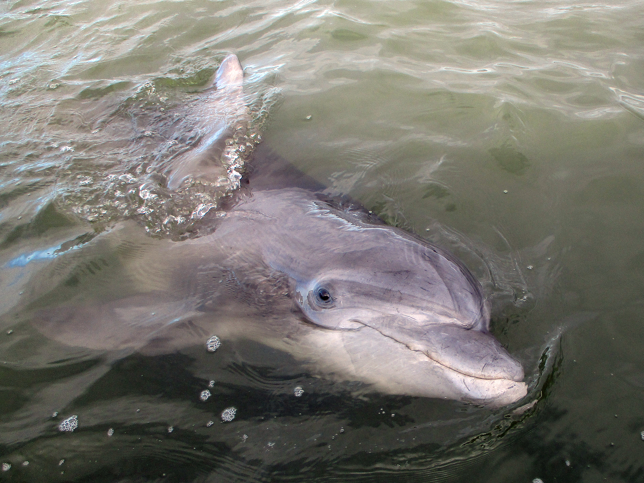 白鳍豚现在灭绝了吗？