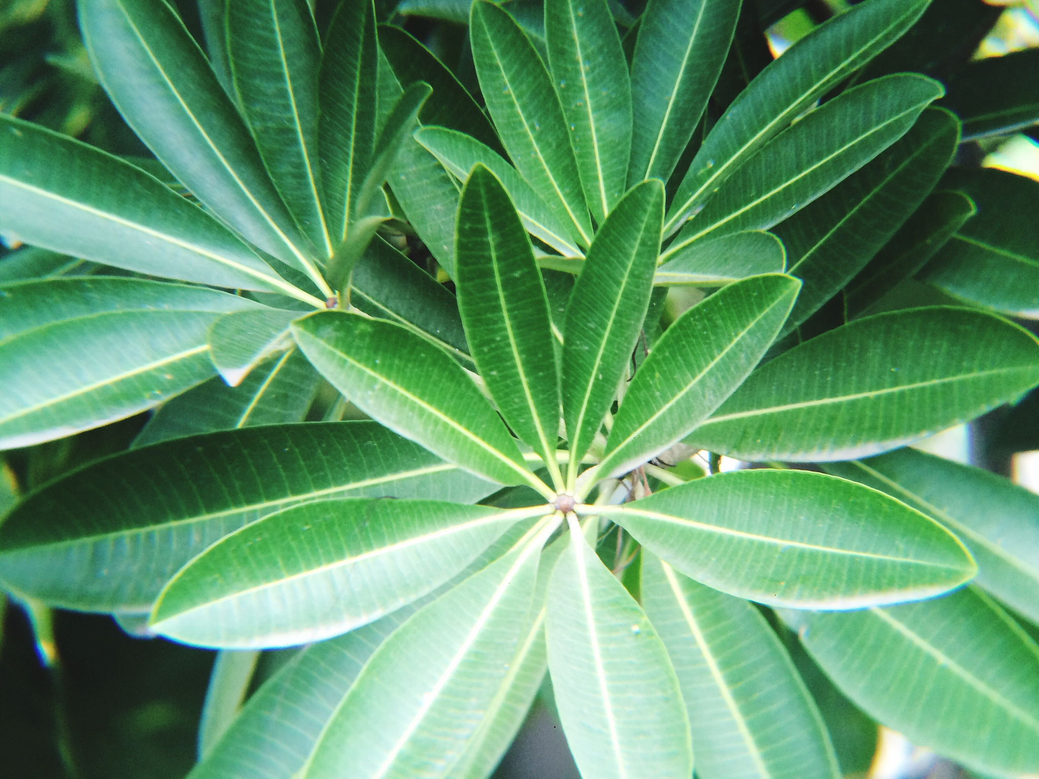 close-up of leaves
