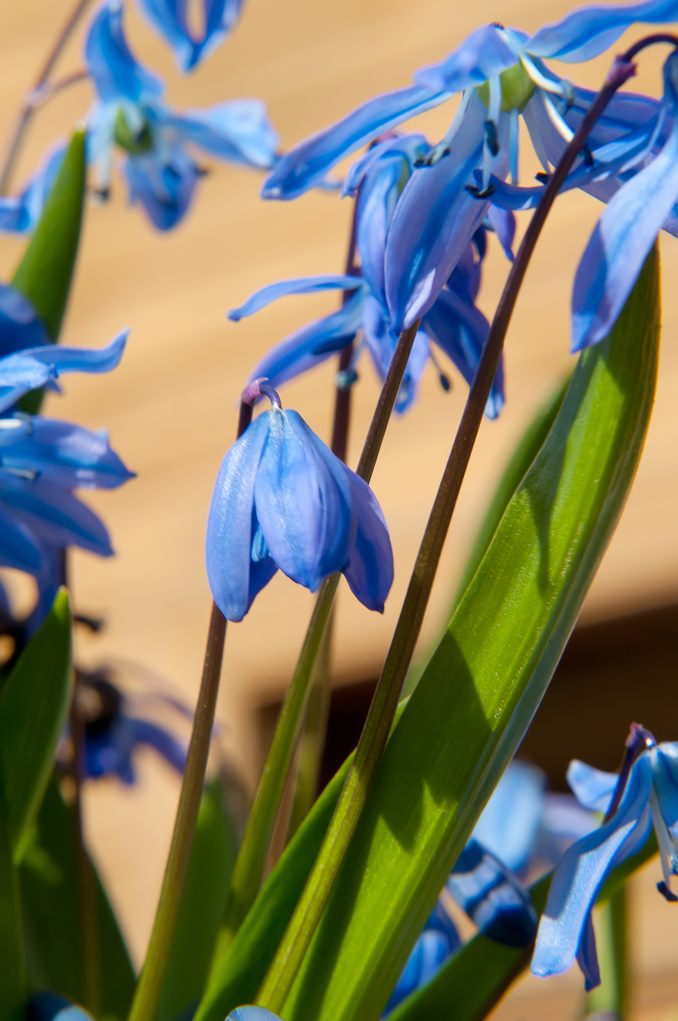 scilla siberica