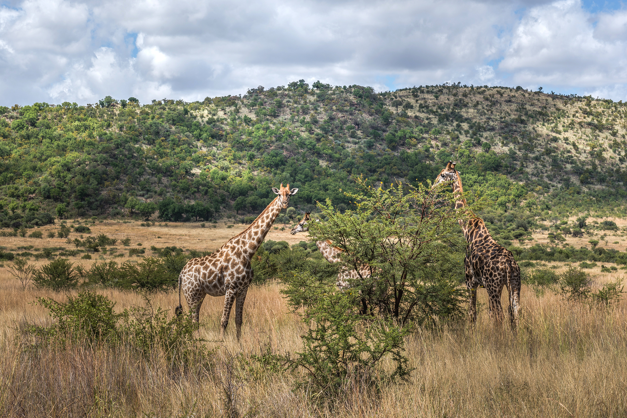 giraffe. south africa. march 29, 2015