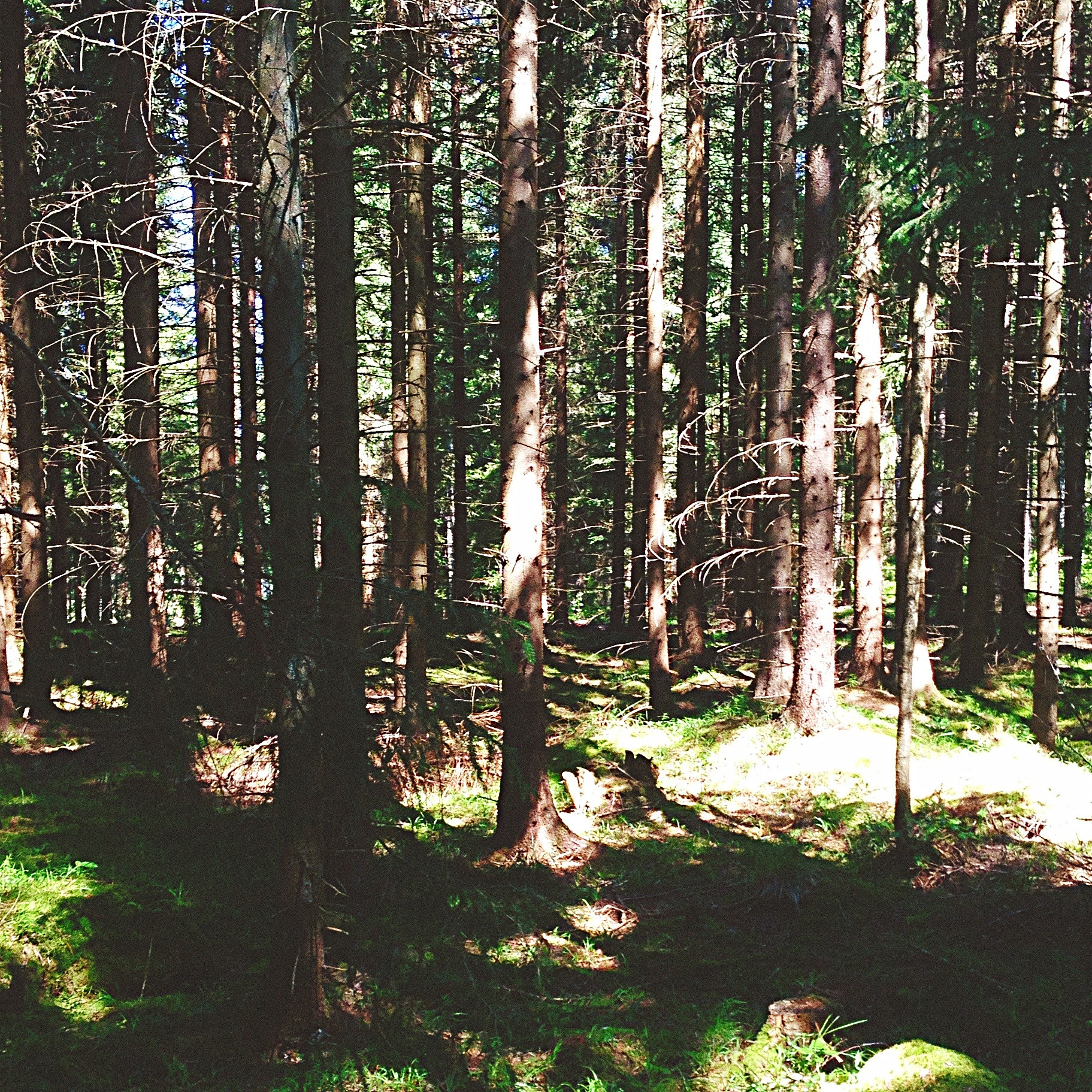 欧洲森林研究杂志: 研究范围与主题