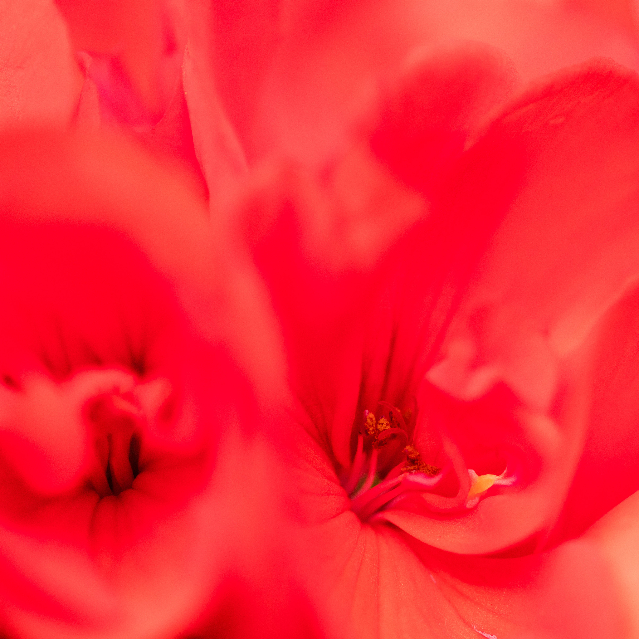 用八个字形容：花朵和关爱