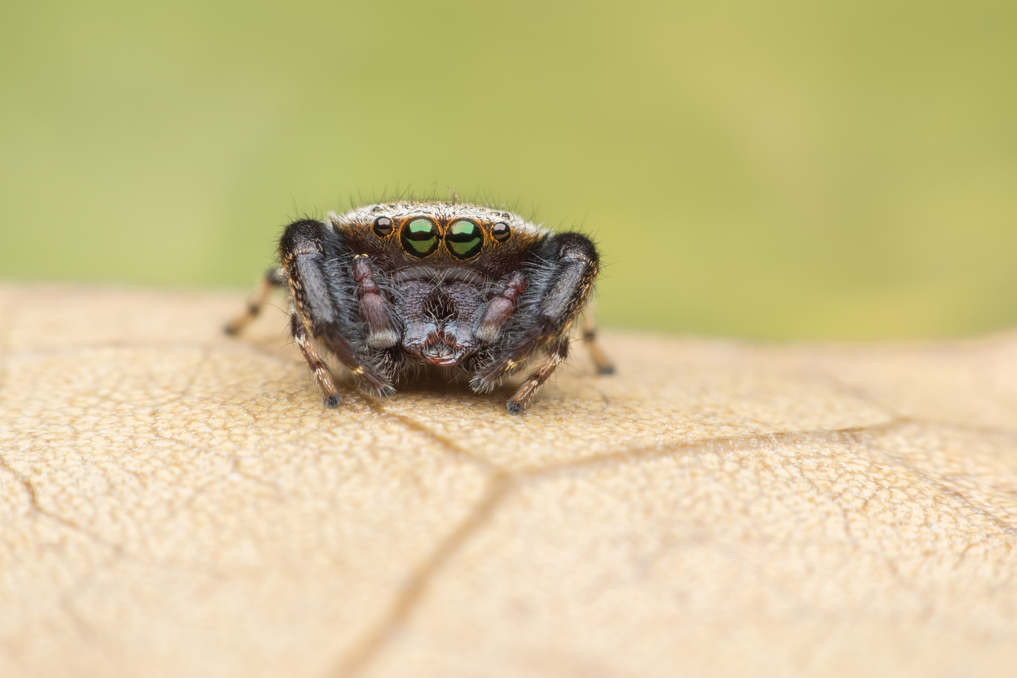 jumping spider