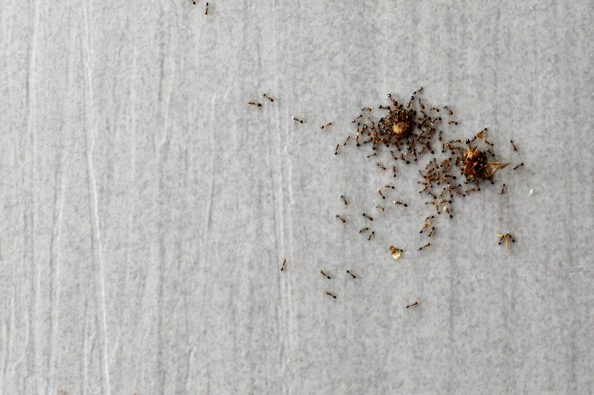 family of ants