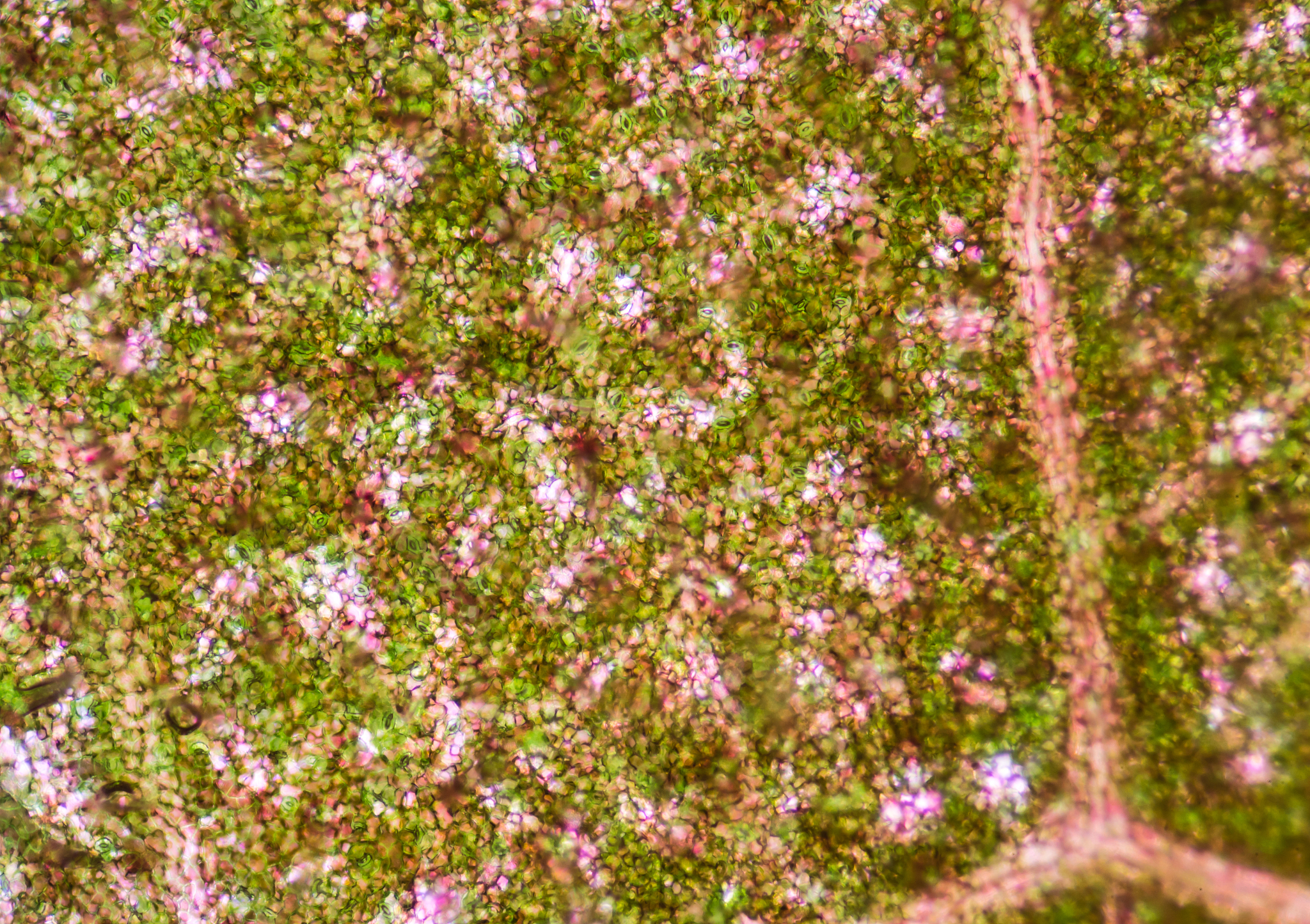 TRENDS IN PLANT SCIENCE：涵盖植物科学各个领域的研究期刊