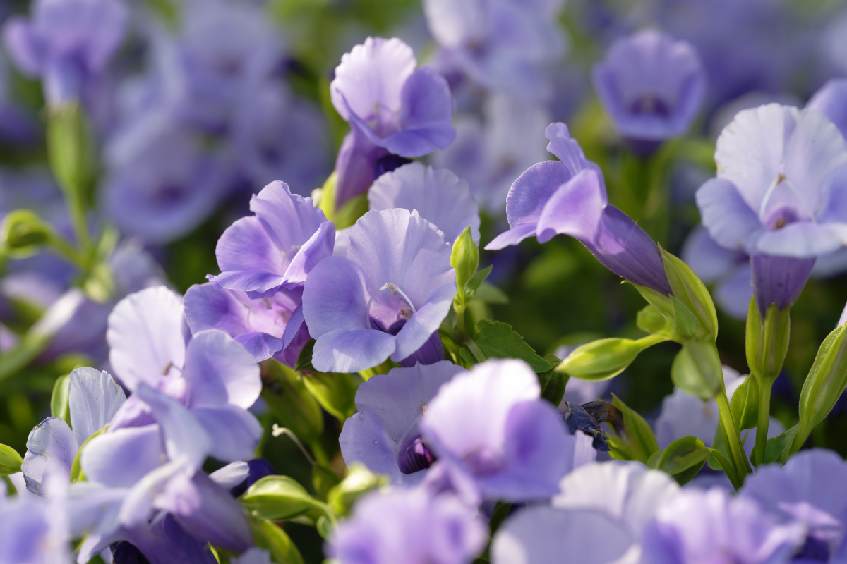 紫罗兰的花语：谦虚、纯洁、爱情与思念