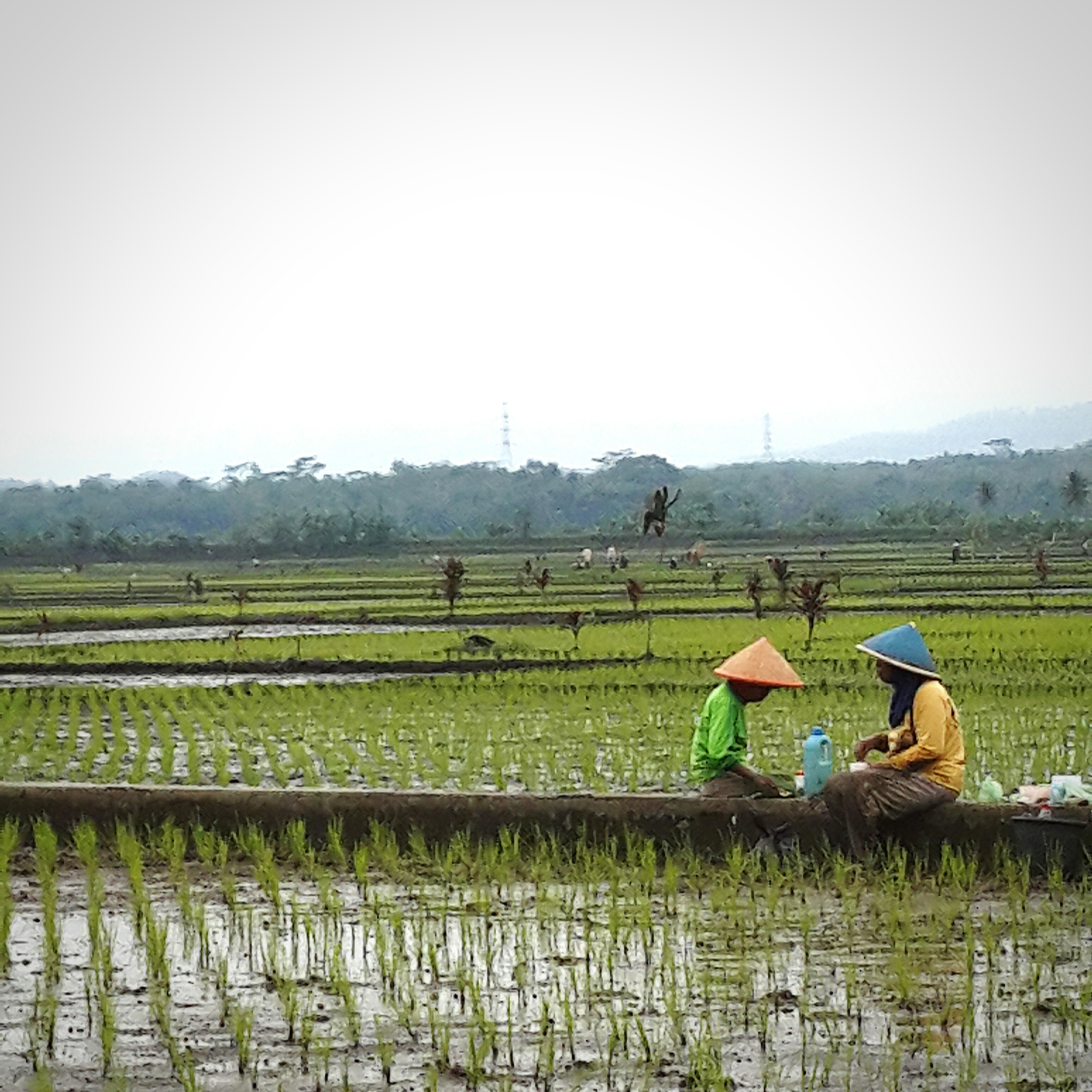 岚皋县水稻常见病虫害发生现状及防治措施研究