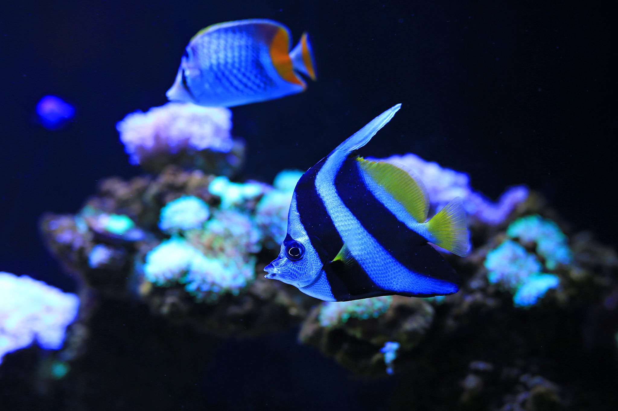 pennant coralfish (heniochus acuminatus) swimming under water in