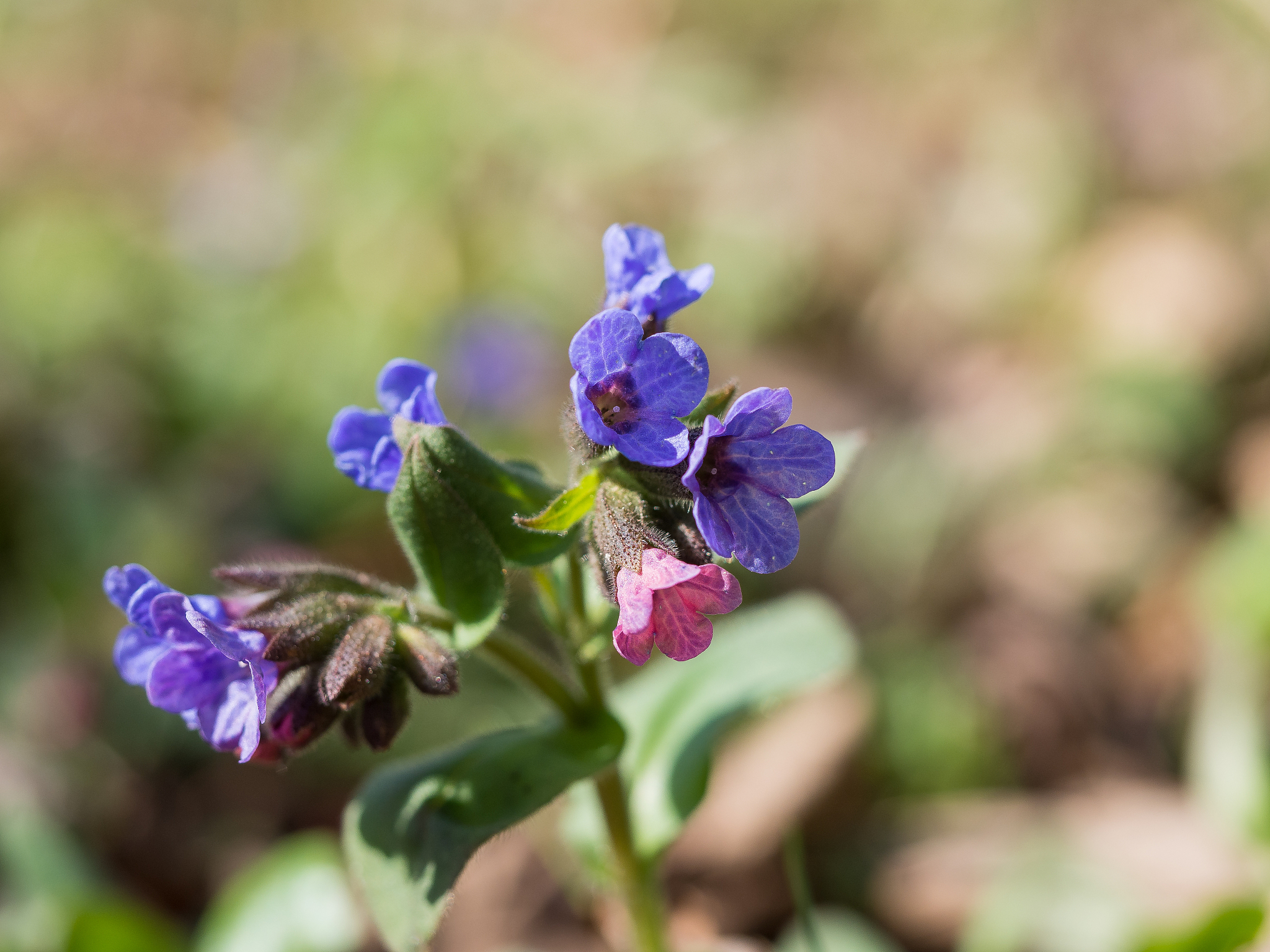 pulmonaria (lungwort)- spring flower blooming in the forest.
