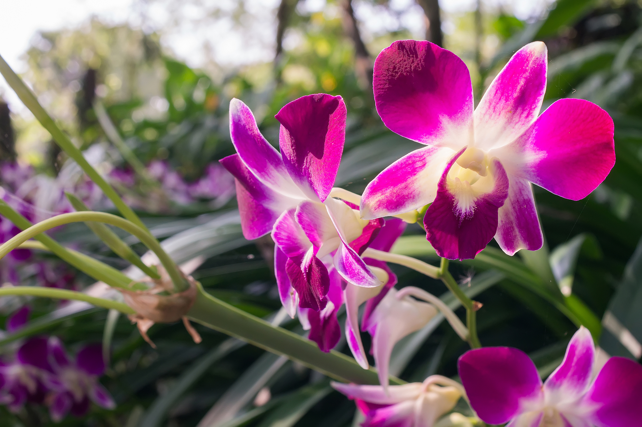 pink orchid