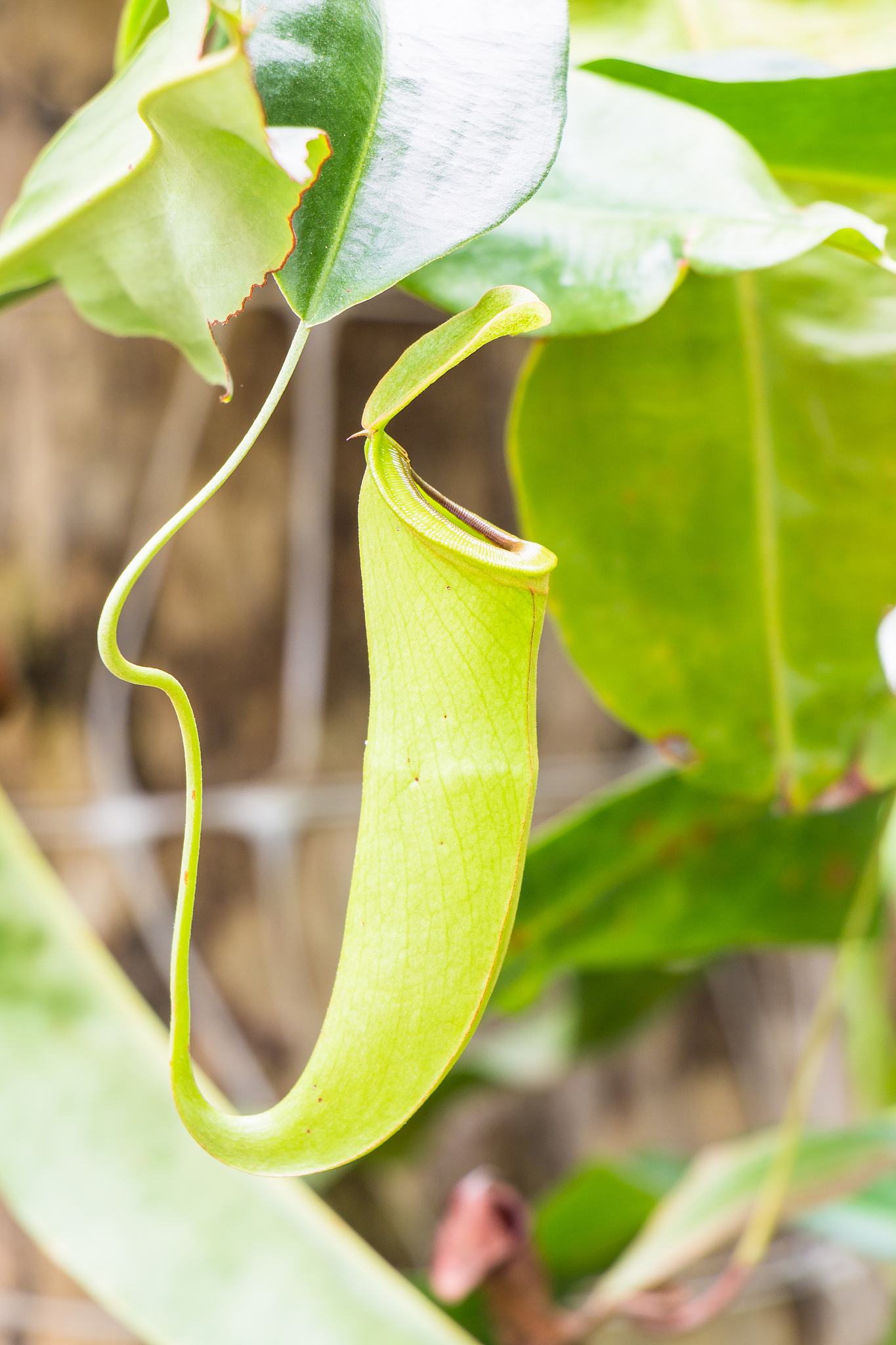 热带雨林的生态价值：5大环境效益不容忽视