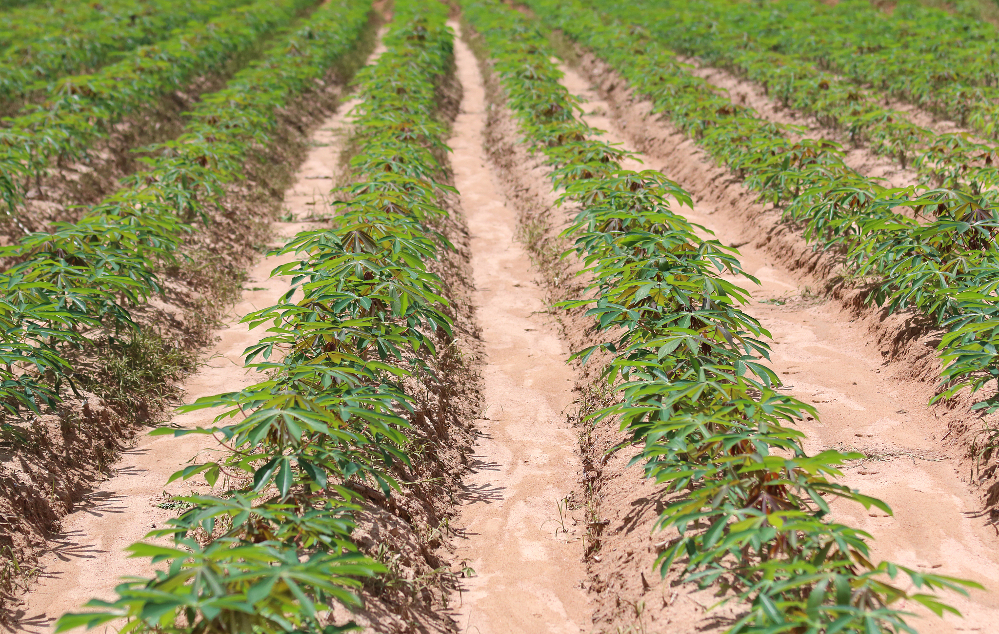 参观木薯种植科研心得体会