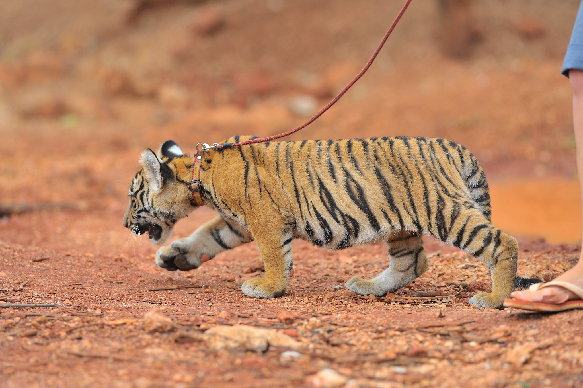 women walking with a two months old tiger cub