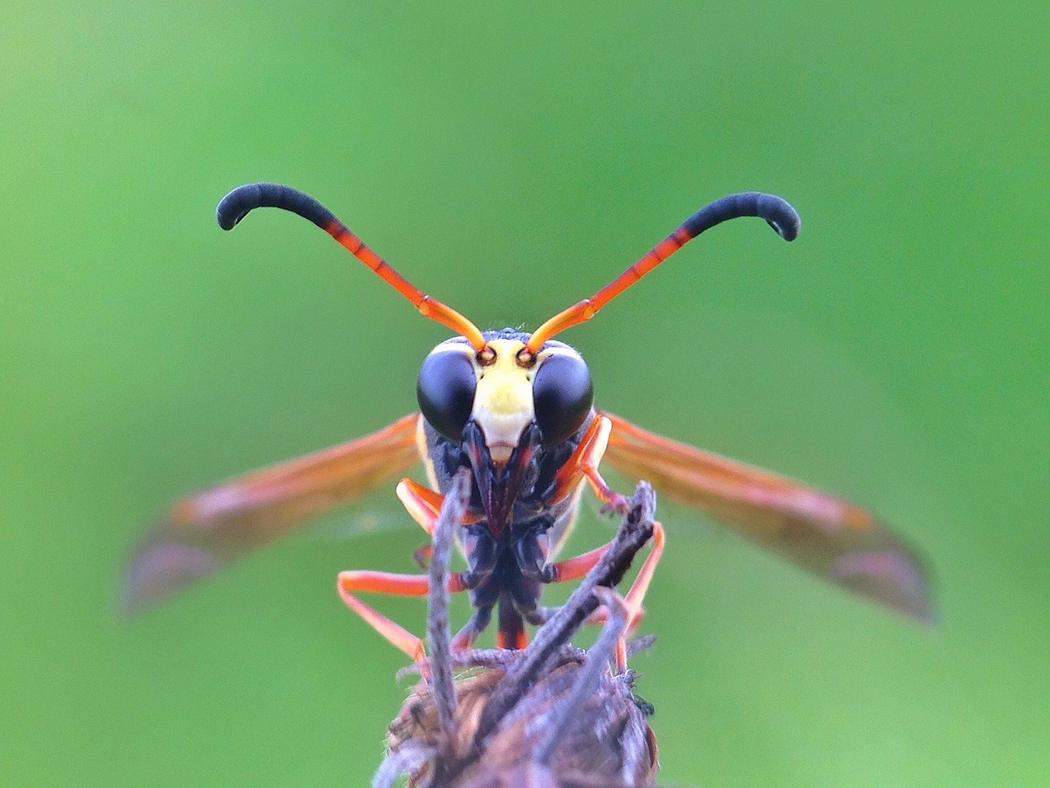 JOURNAL OF INSECT SCIENCE: 昆虫科学领域的领先期刊