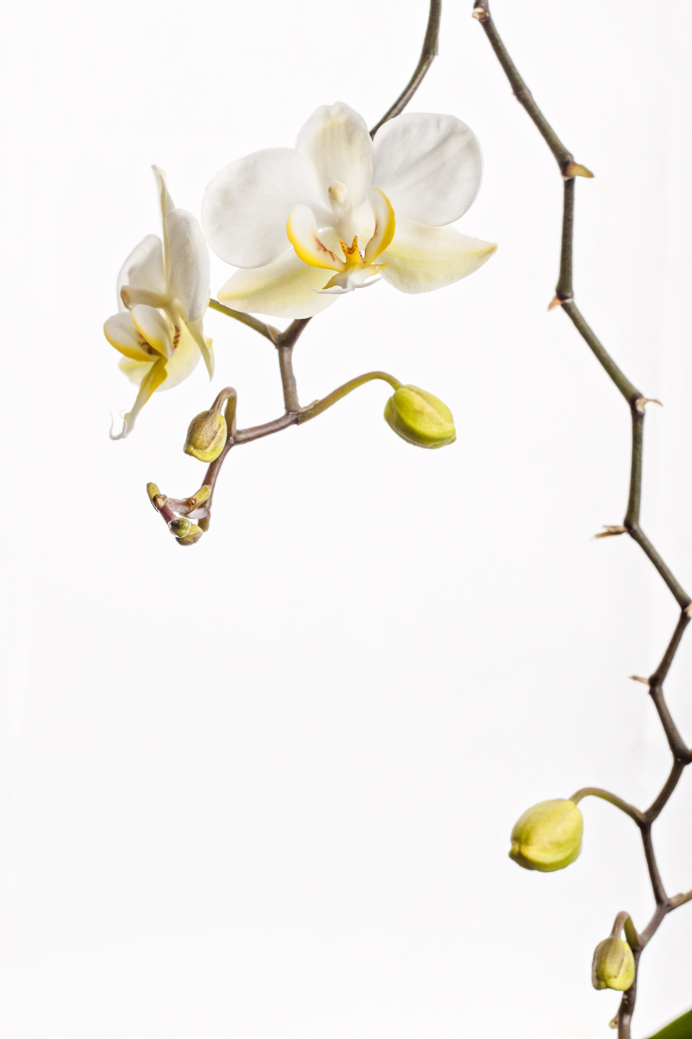 beautiful flower orchid