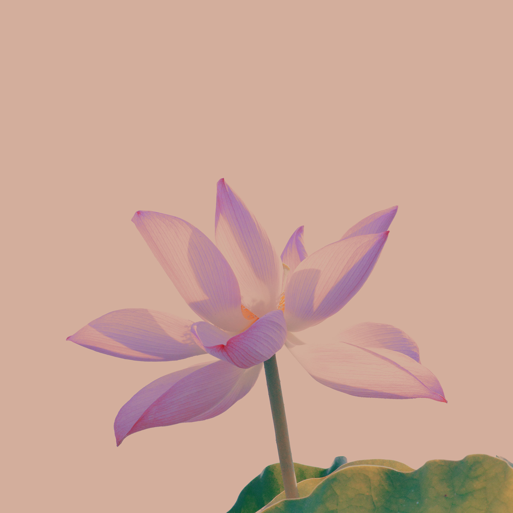 莲花风水寓意：吉祥、清净、高洁、优雅，你家摆了吗？