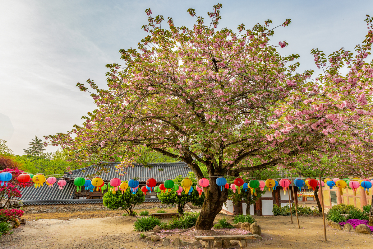 最好海棠树十个品种是哪些1500字