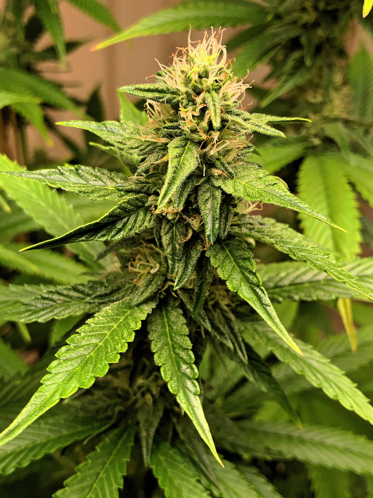 medical cannabis cola bud growing at fourth week of bud developm