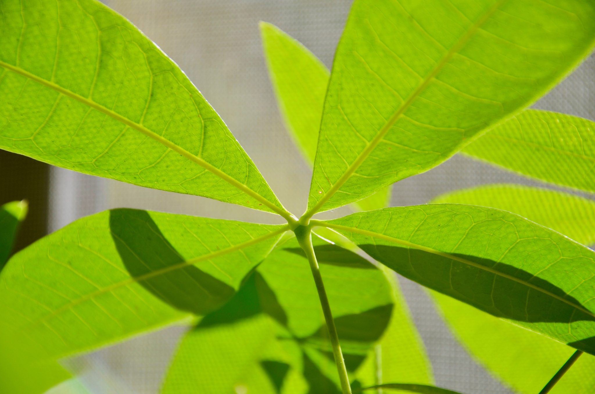 close-up of green leaves