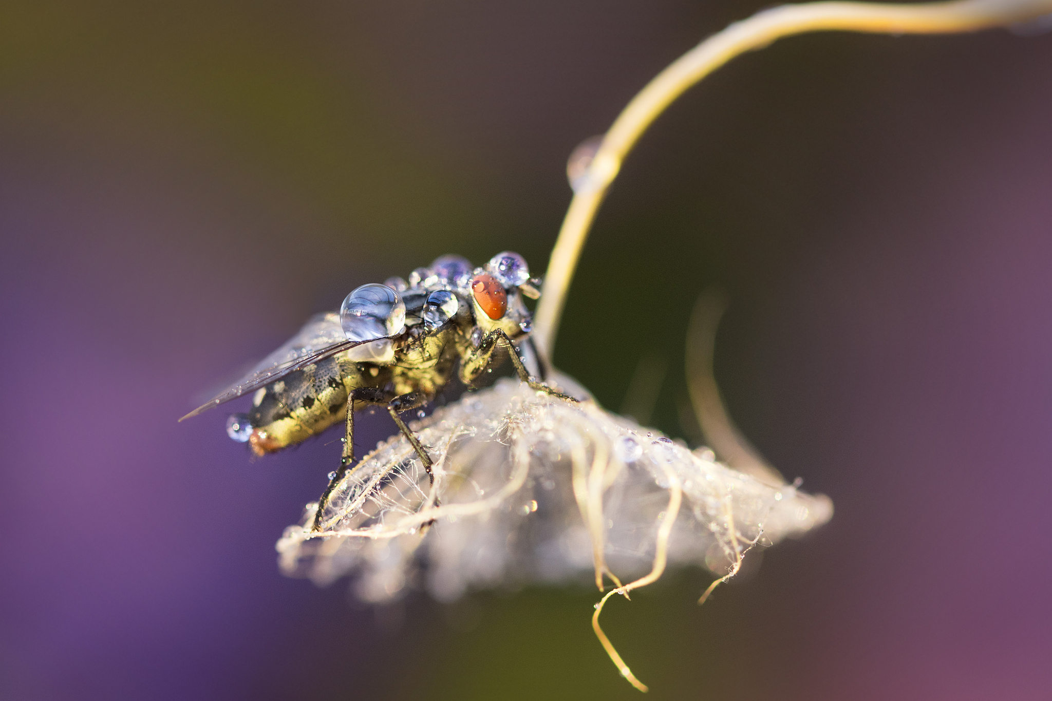 close-up of insect on flower,italia,italy