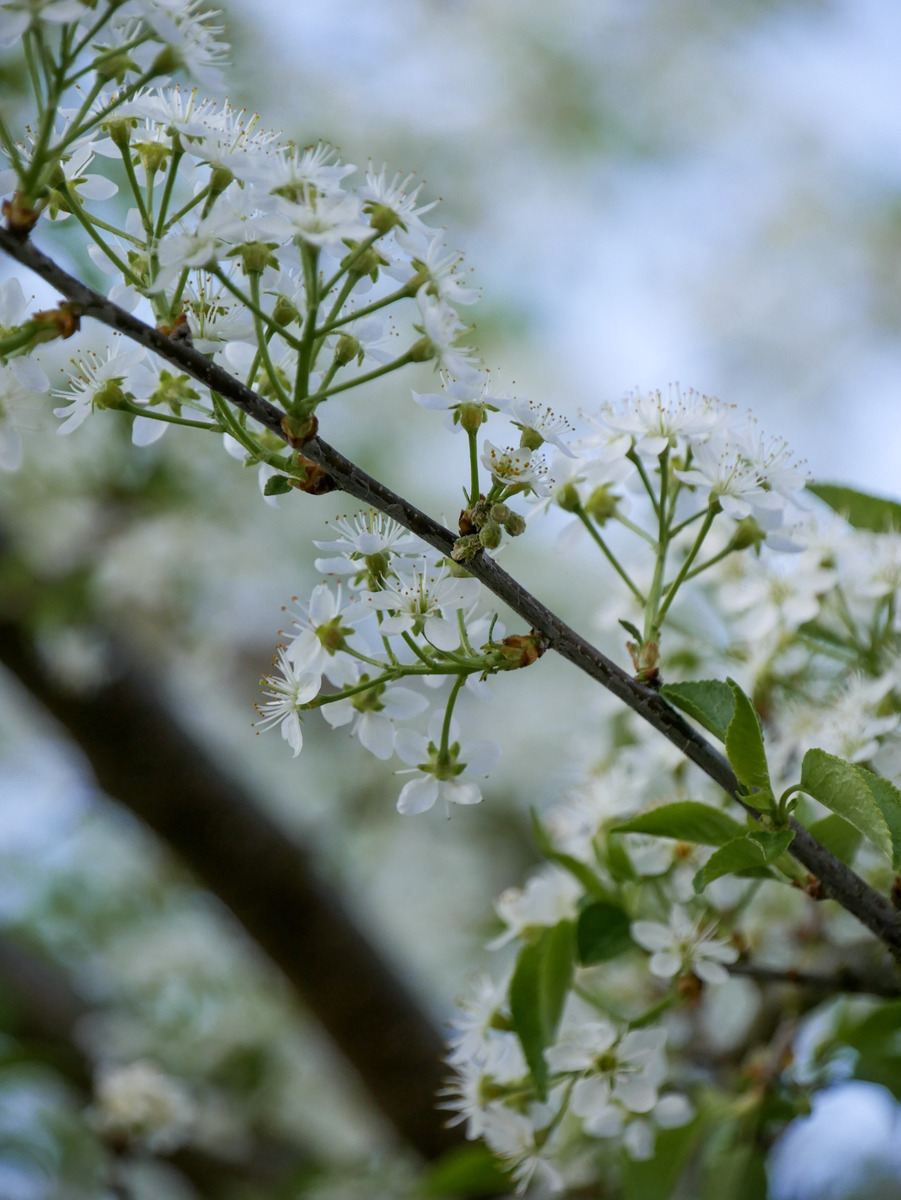 绿萼梅就是白梅花吗？有什么不同400字