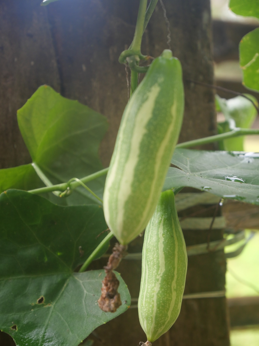 水果玻璃瓜是什么？