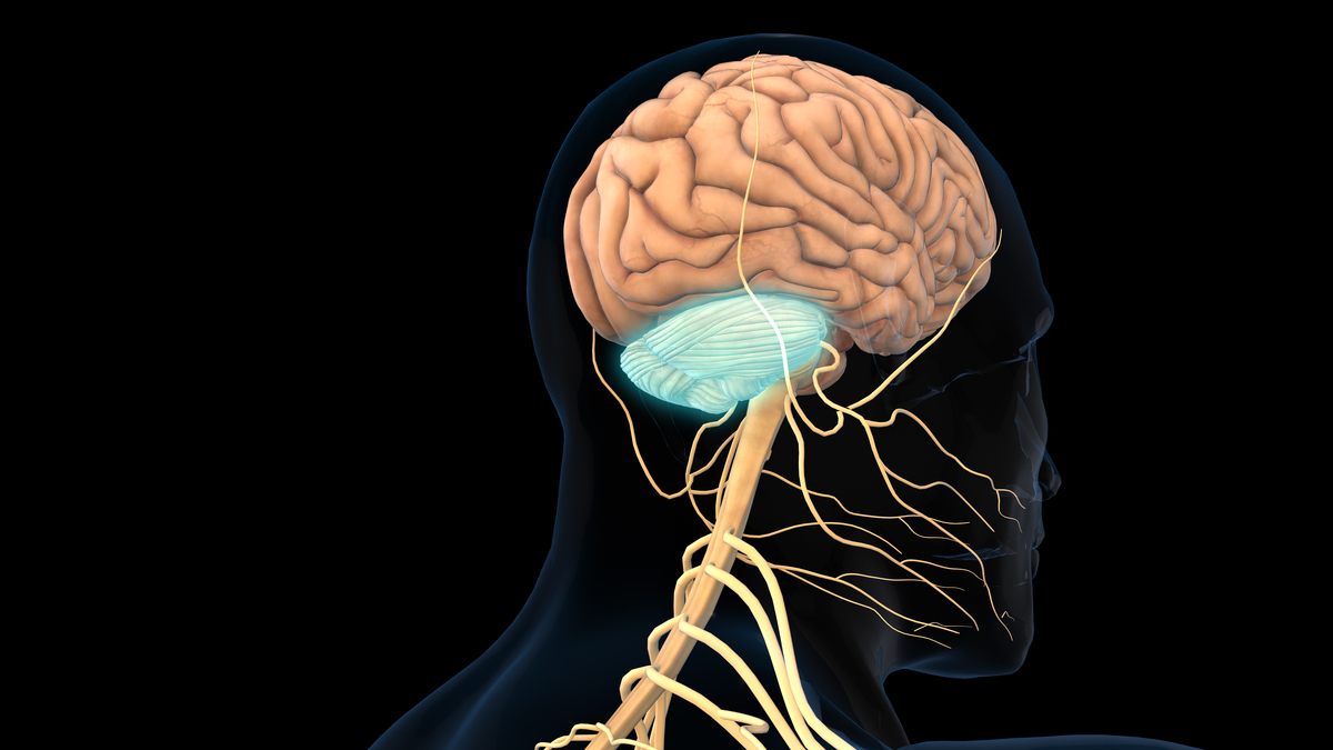 揭秘大脑的神奇之处：代谢与头晕病症解析