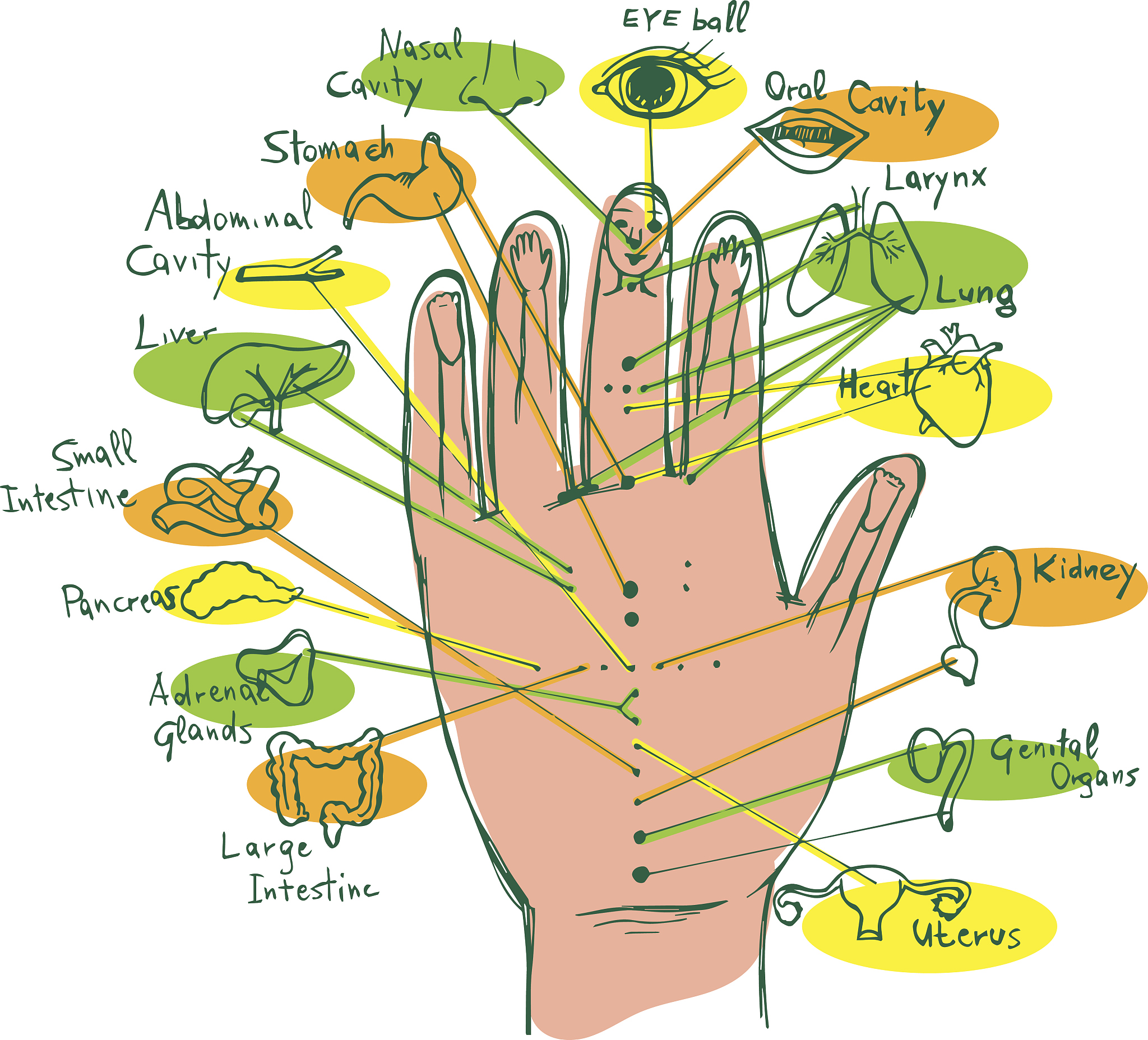 带'扌'字的汉字都与什么有关？ - 手部器官、动作、工具、状态等