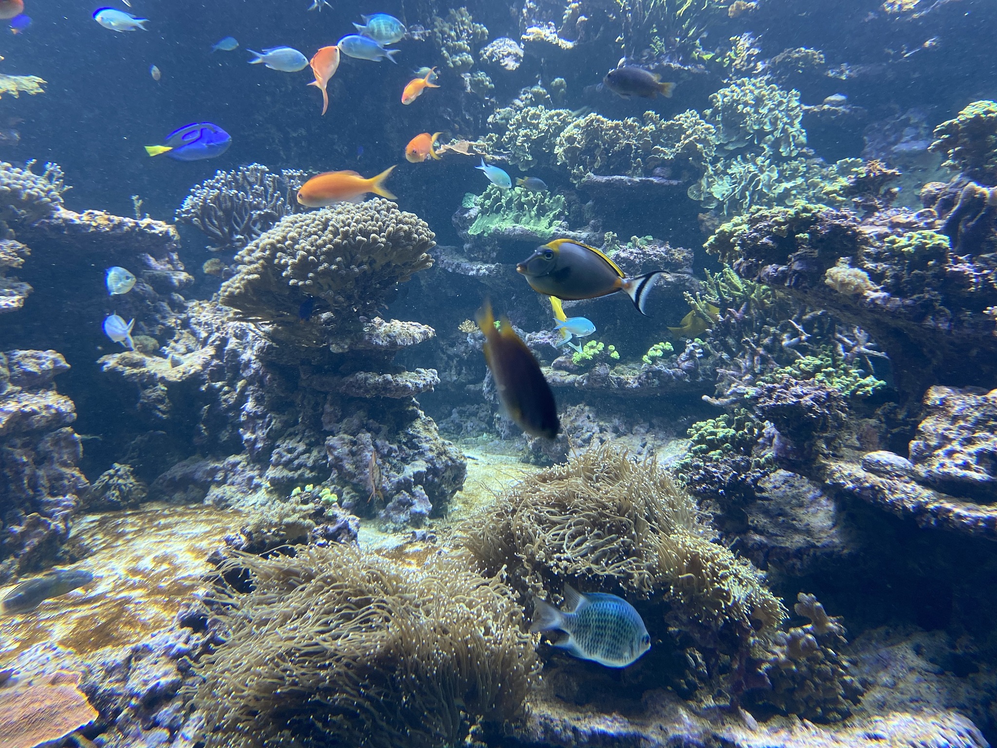 some fish in the water