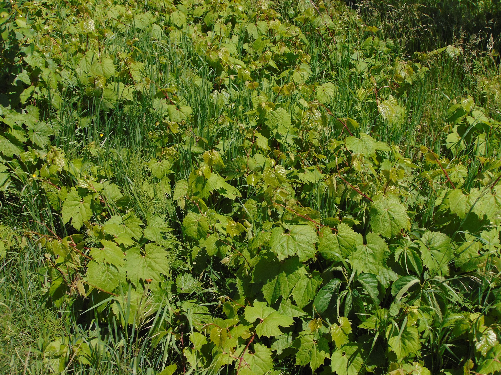greenery on the background of countryside background