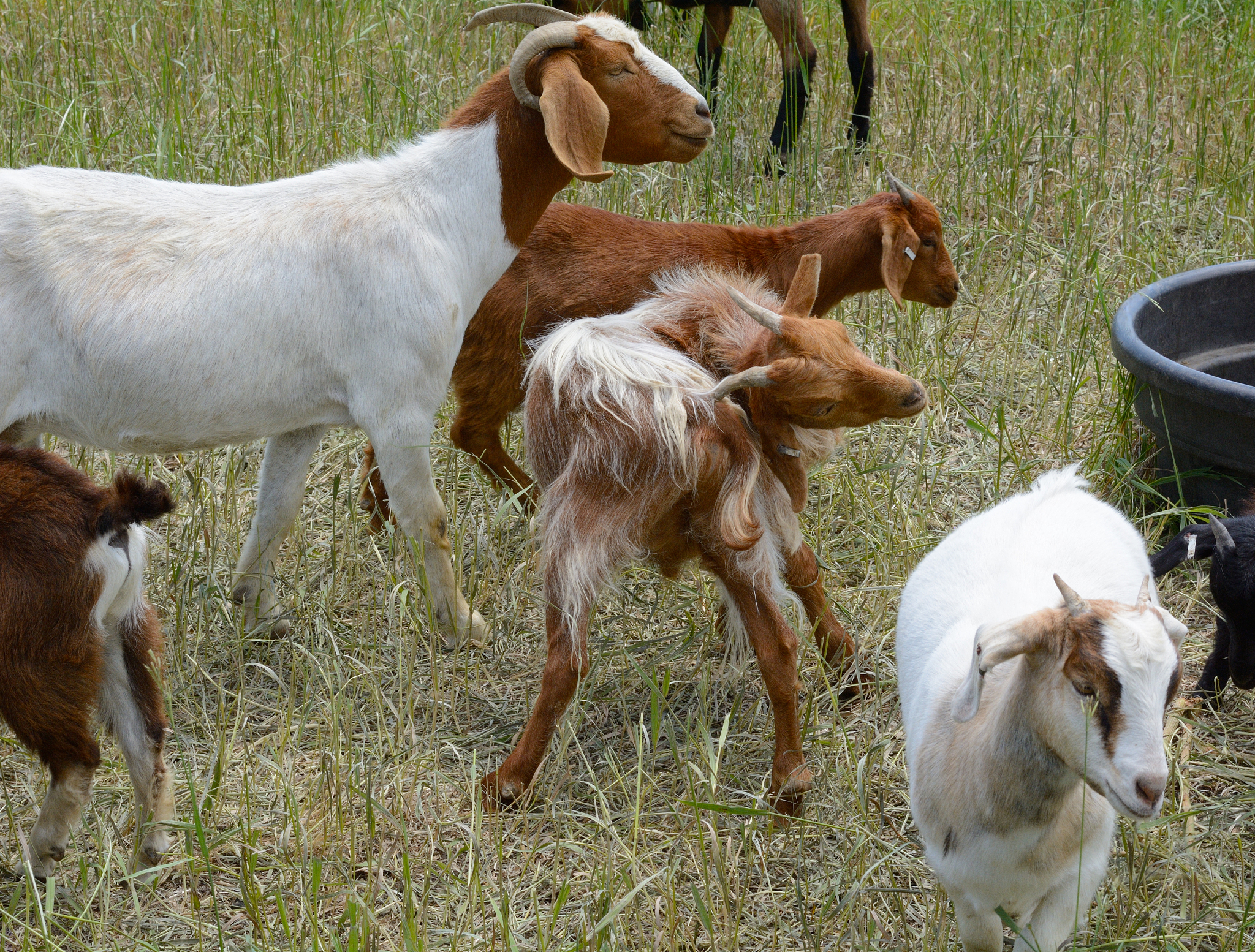 会反刍的小型草食动物有哪些？