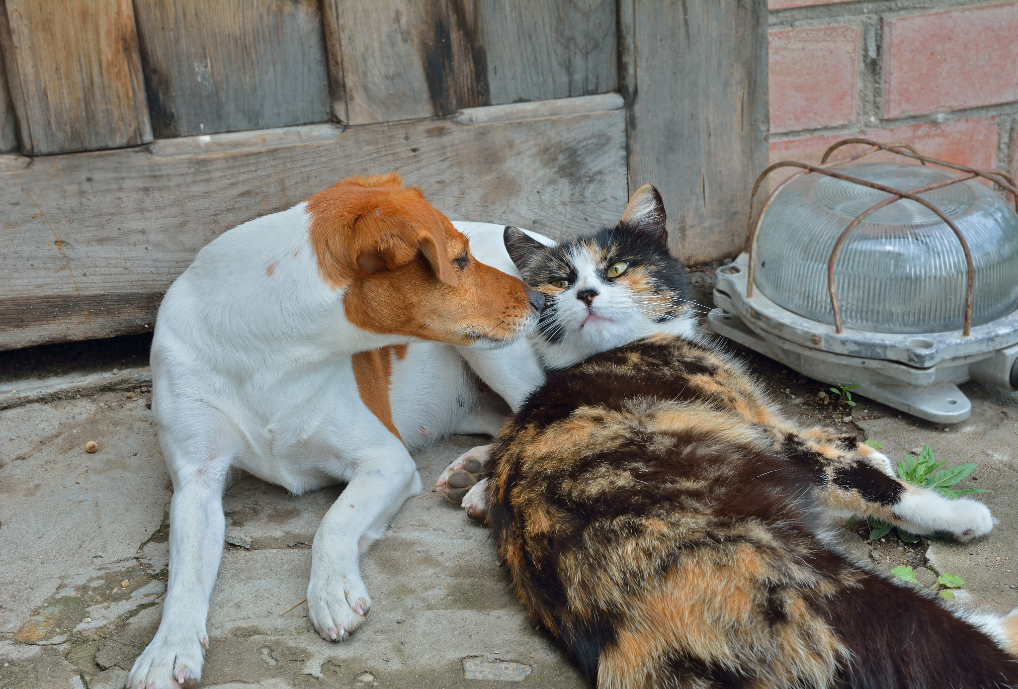 最忠诚的动物狗被认为是最忠诚的动物之一。他们对主人非常忠诚无条件地保护和爱护他们。狗可以听从主人的命令并且乐意执行任务。他们还能感知主人的情绪并在需要时给予安慰和支持。狗的忠诚和爱意让它成为人类最好的朋友之一。狗为什么比猫忠诚狗比猫忠诚的原因可能有多种。一方面狗是一种社交性动物天生喜欢与人类互动和合作。他们往往需要人类的关注和指导因此更愿意听从主人的命令和指示。另一方面狗的训练和社会化也起到了重要