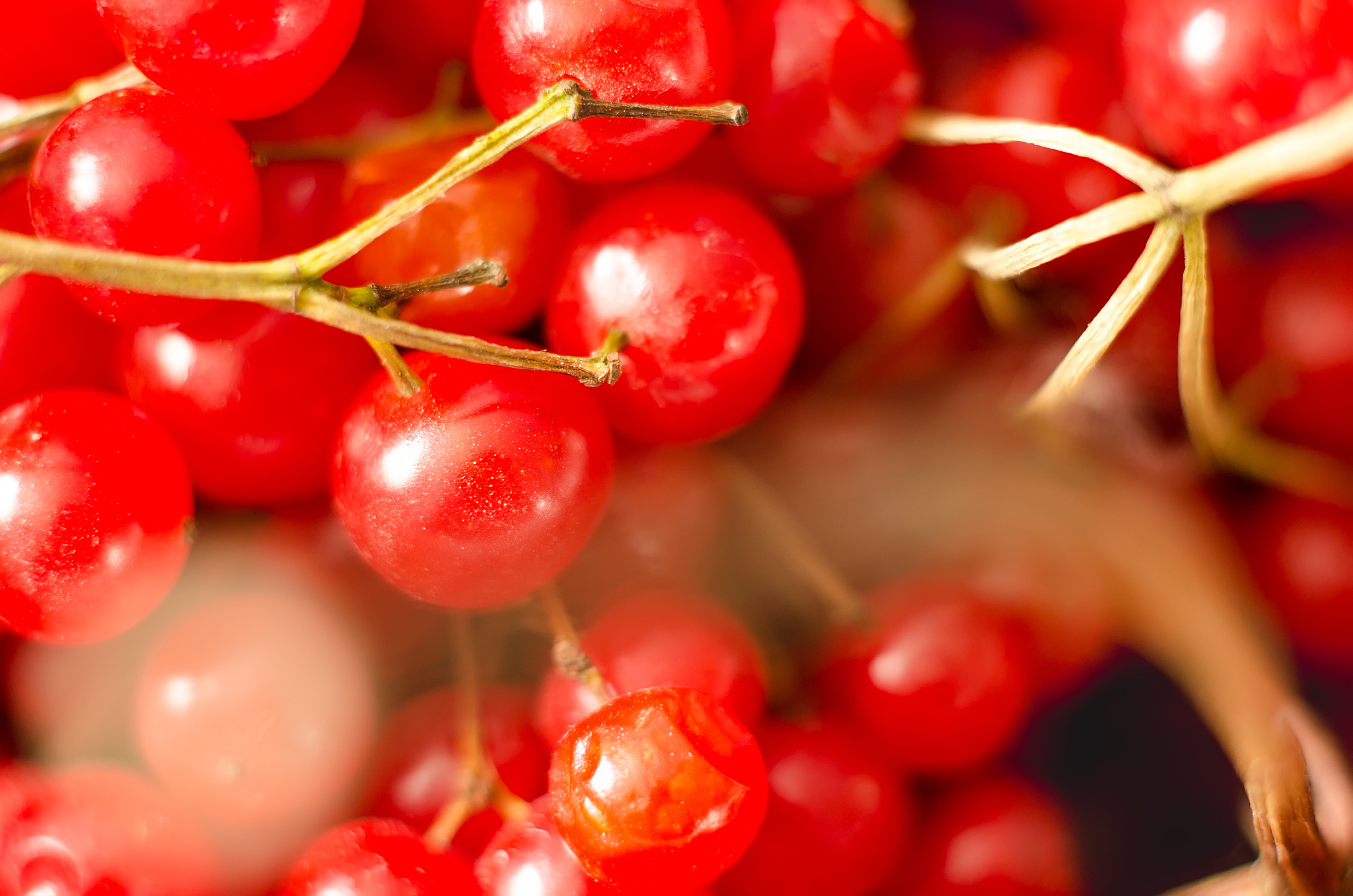 red viburnum