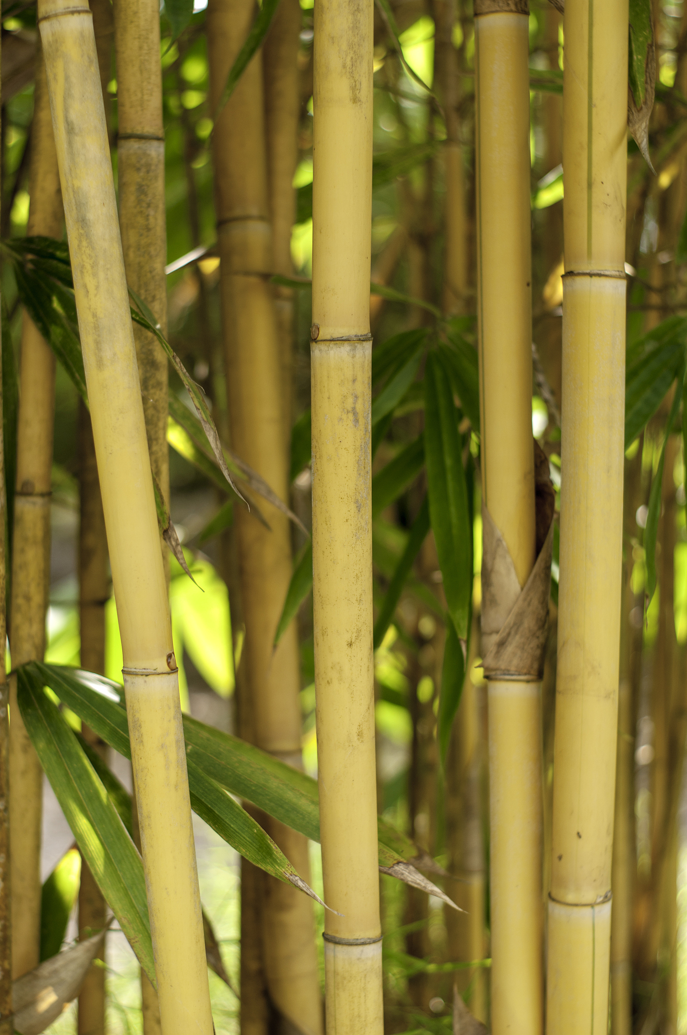 bamboo trees