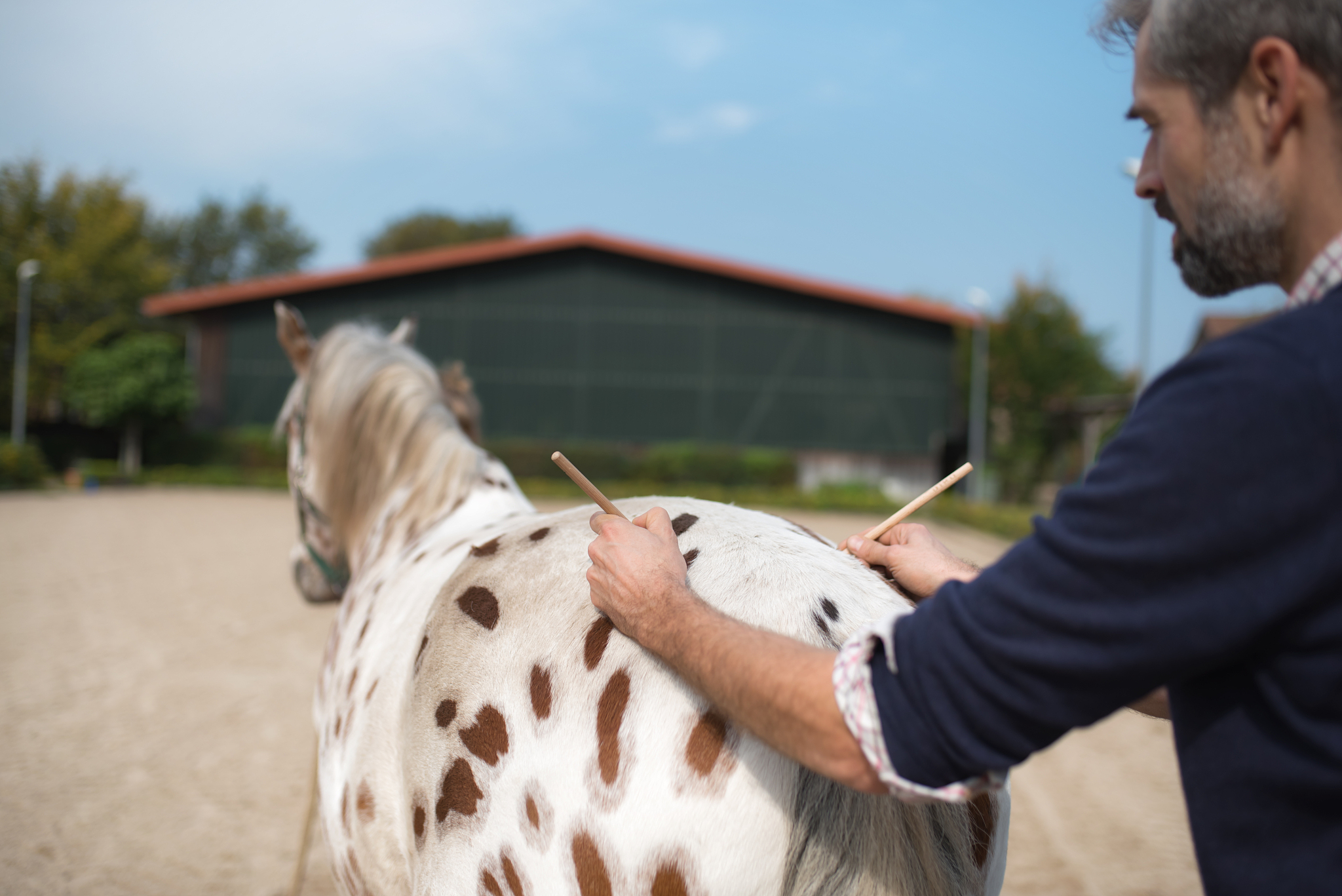 veterinarian makes acupuncture at spotted horse