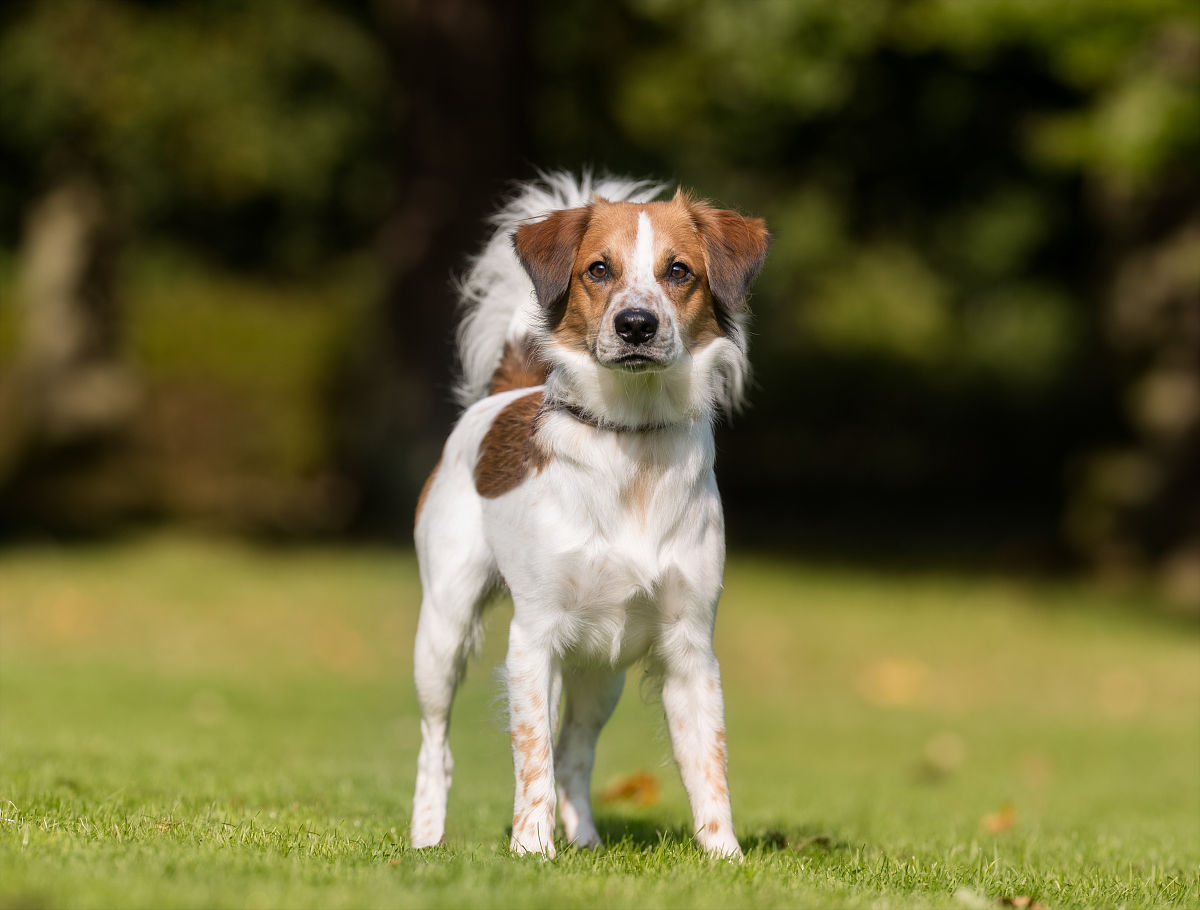 小狗的自述：一个快乐、忠诚的小伙伴