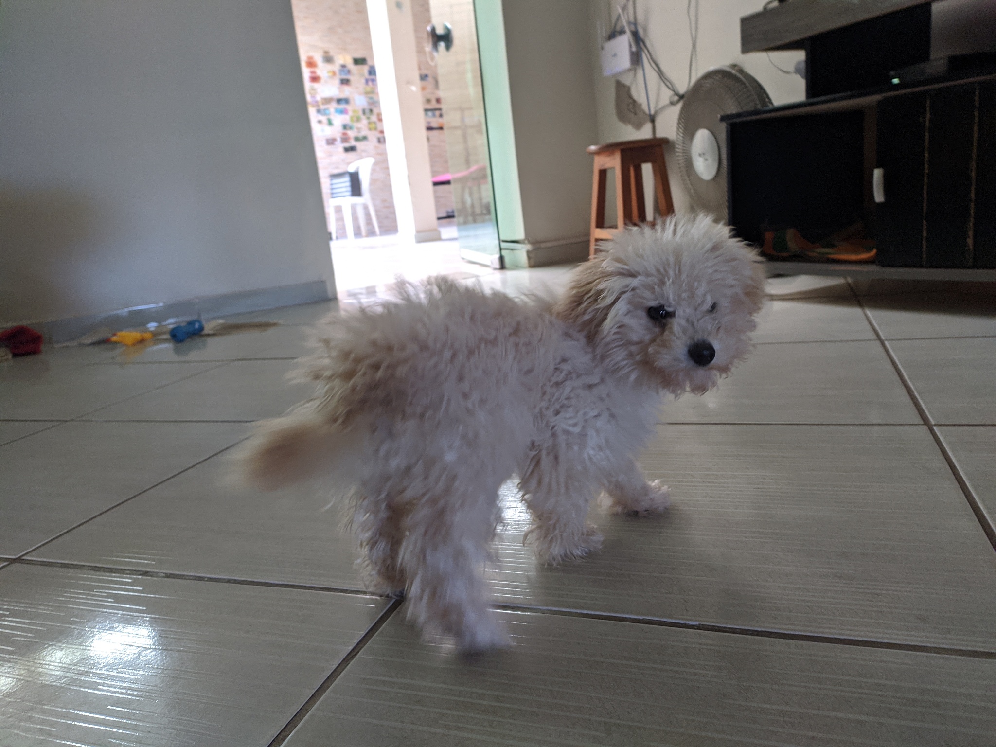 👴👵💖🐶  最适合老年人养的5种狗狗，快来看看你家毛孩子上榜了吗？