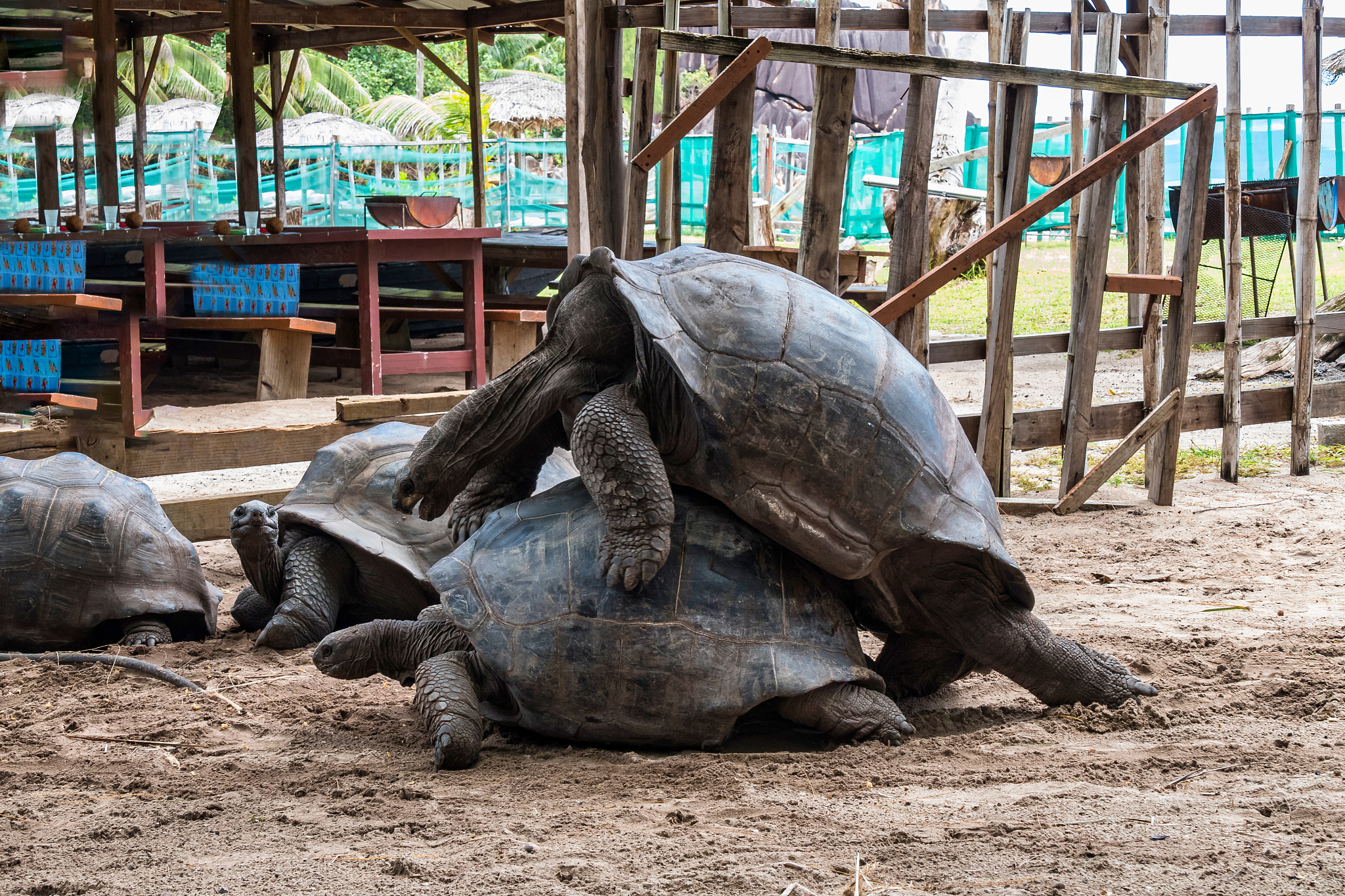 aldabra giant tortoise, curious marine national park, curious, s